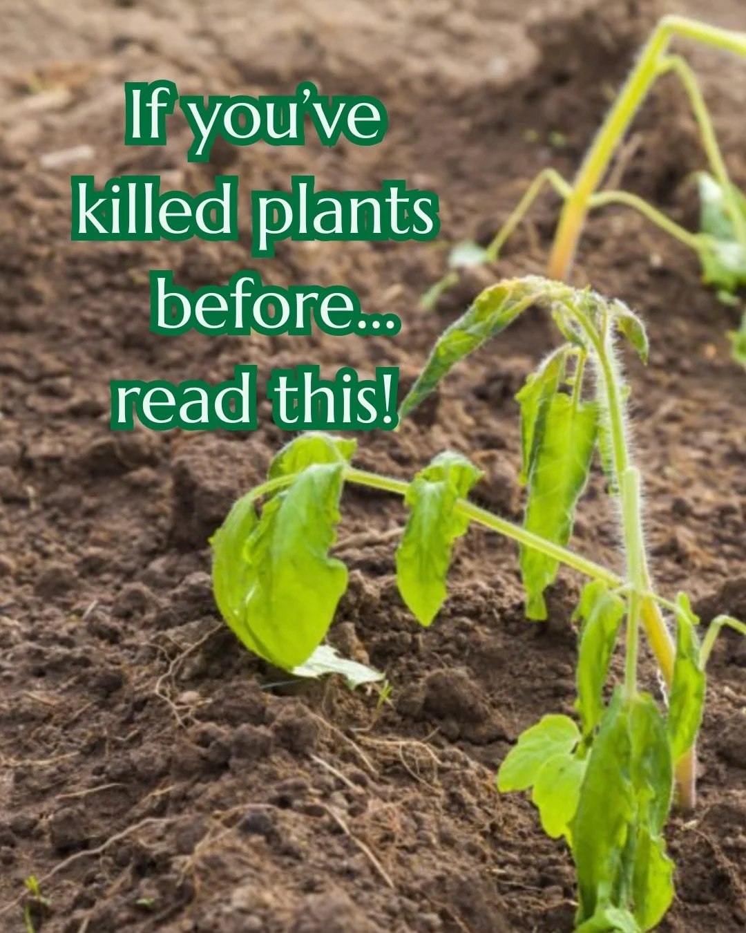 If you&rsquo;ve ever thought you&rsquo;d love to grow your own food but have no idea how&hellip; this is your sign to start.

You don&rsquo;t need to grow 12 things. You don&rsquo;t need expensive tools. You don&rsquo;t need years of experience.
You 
