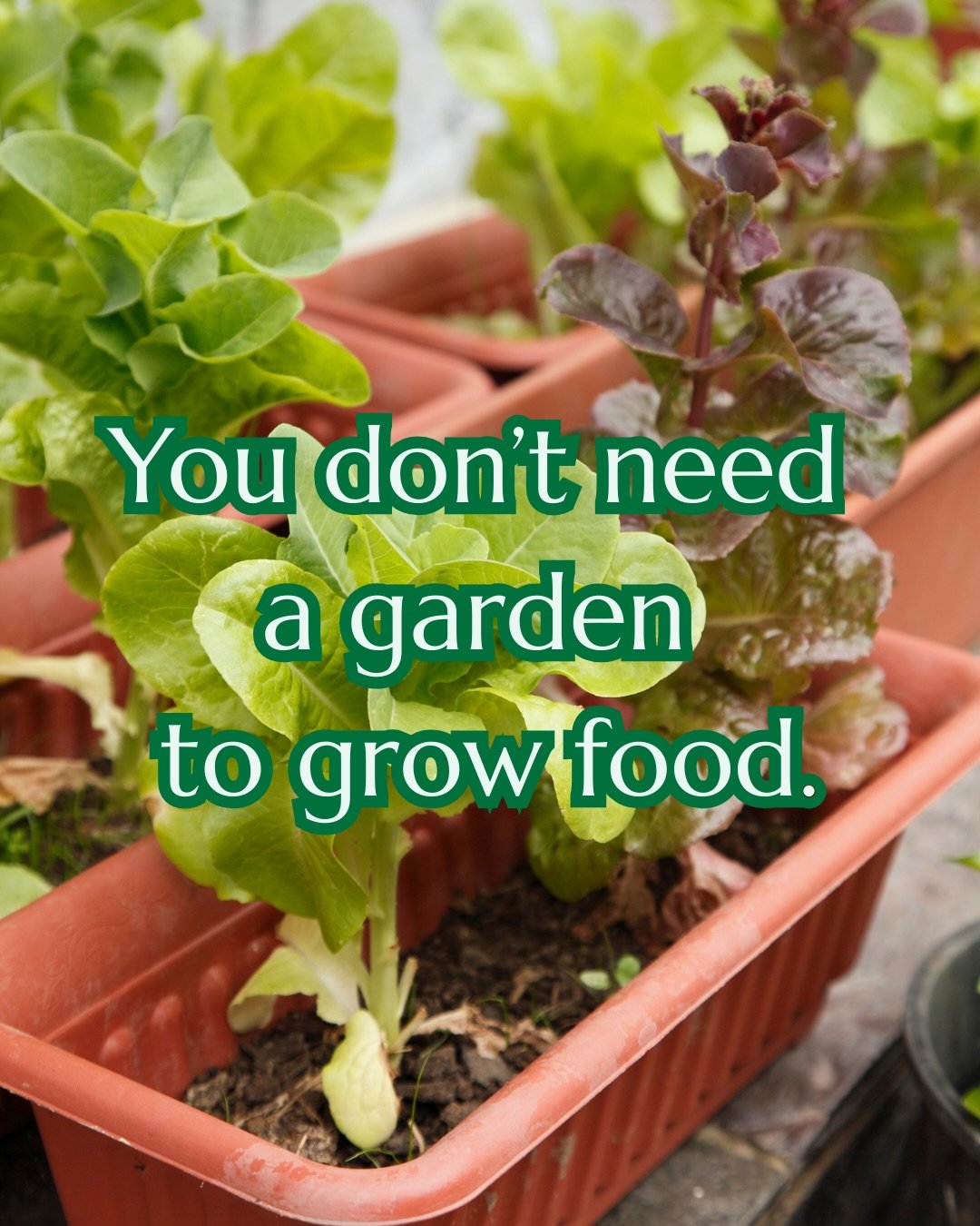 You don&rsquo;t need a big garden.
You don&rsquo;t need raised beds.
You don&rsquo;t need to &ldquo;wait until you have space&rdquo;.

If you have a balcony, a patio, a windowsill or even just one sunny corner then you can grow food in the UK.

Most 