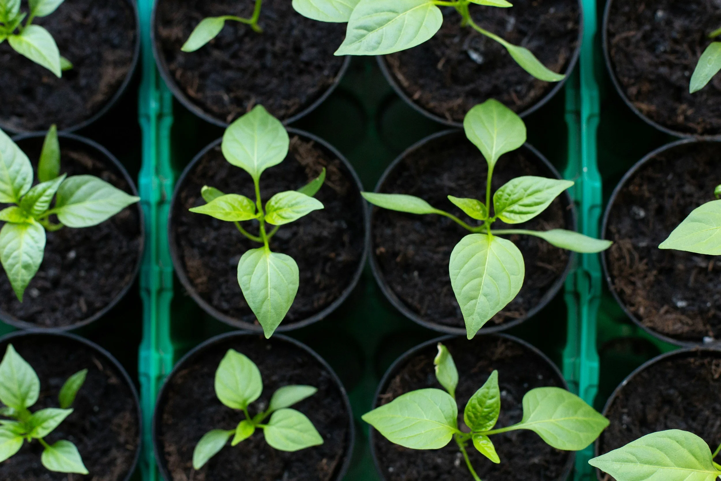 Green pepper plants growing in individual black pots filled with soil, arranged on a green tray.