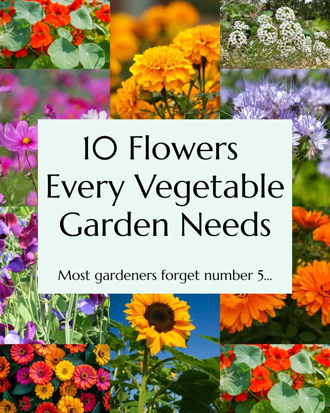 Your vegetable patch or allotment should never be just vegetables. Companion flowers help by attracting pollinators, supporting beneficial insects and reducing pests naturally. 

Try planting: Marigolds &bull; Nasturtiums &bull; Borage &bull; Calendu