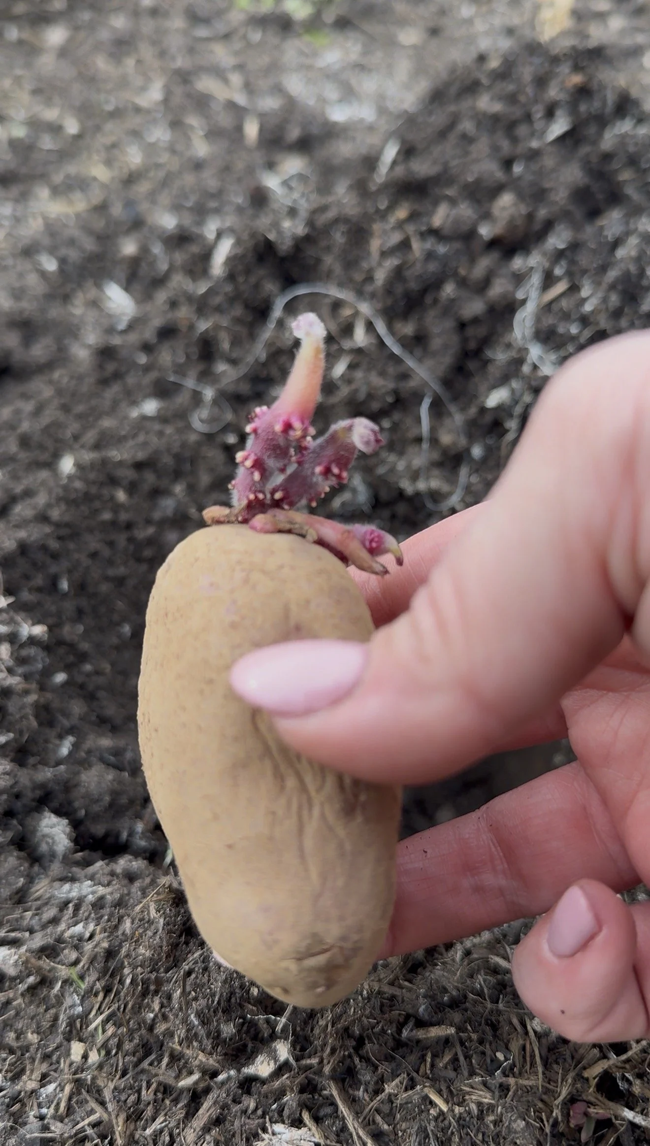 seed potato being planted by hand