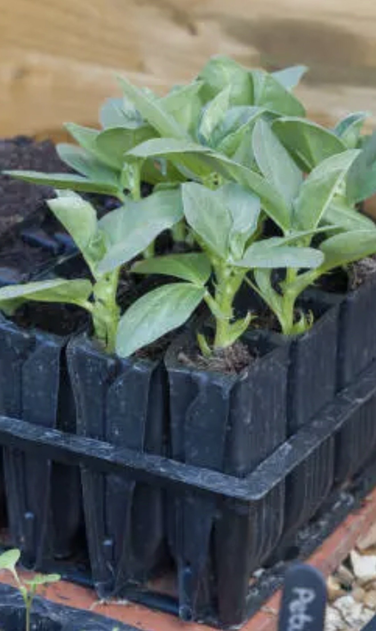 beans growing in root trainers