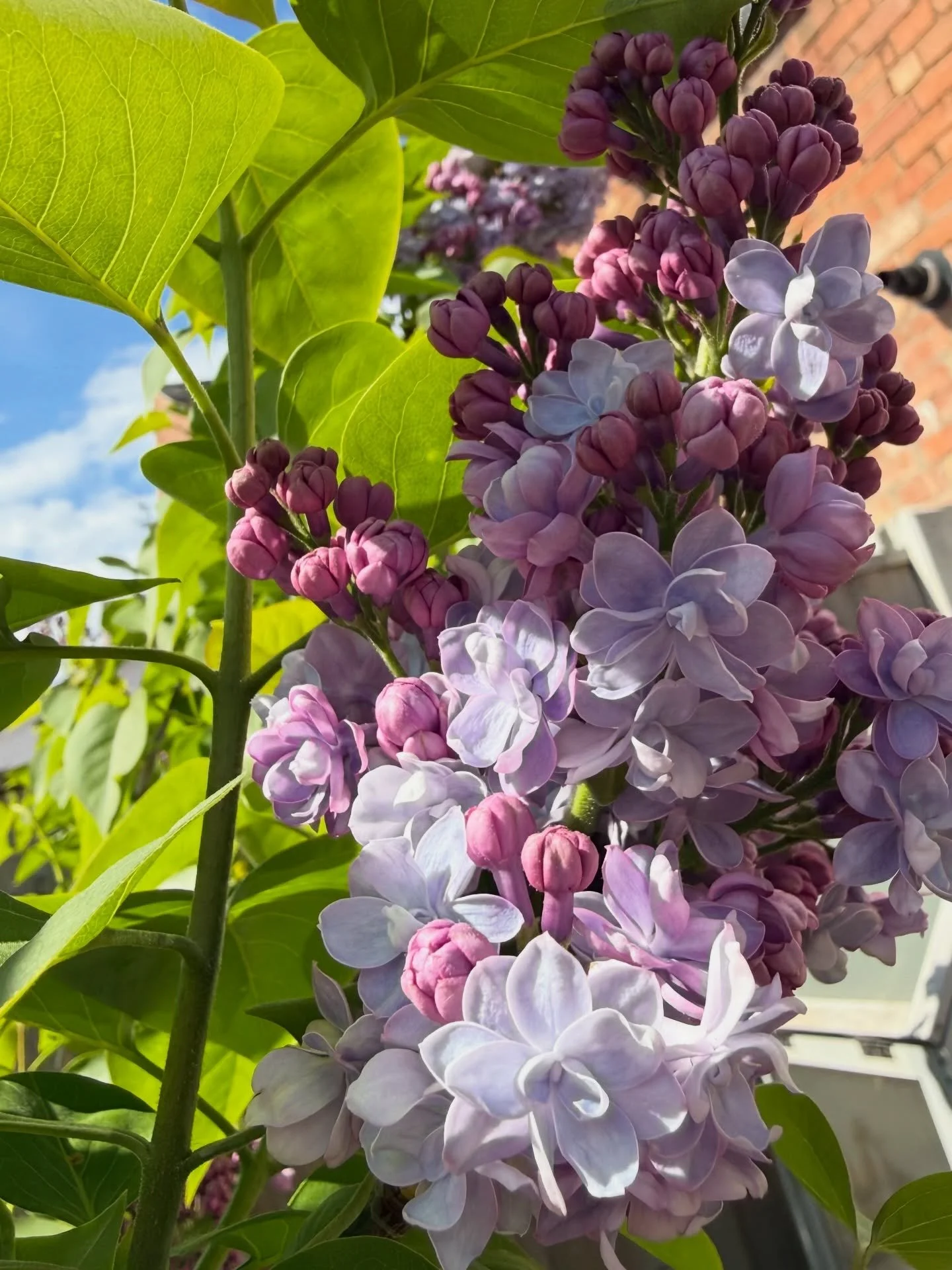 That lilac scent in the air is something else&hellip;
 This bush is coming into bloom right now, and the fragrance is incredible! Soft, sweet, and impossible to walk past without stopping.

Lilacs aren&rsquo;t just beautiful to look at, you can actua