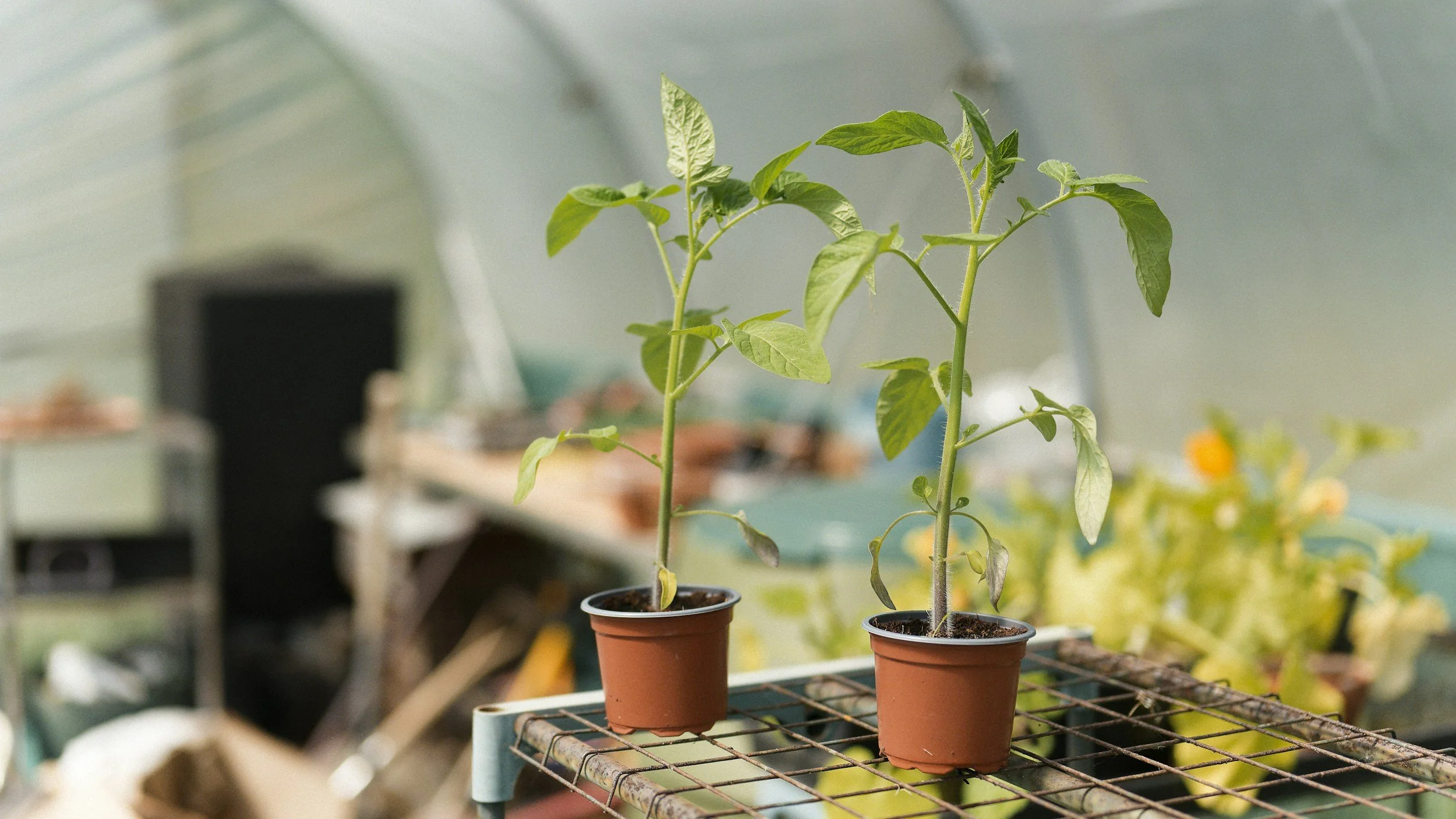 tomato plants