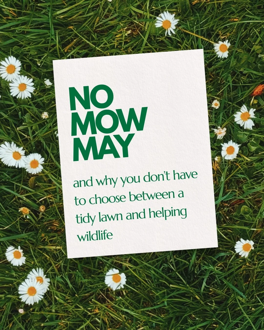 You don&rsquo;t have to abandon your mower to help the bees.

No Mow May is everywhere right now and the idea is brilliant but I&rsquo;ve found that simply stopping mowing doesn&rsquo;t guarantee wildflowers or pollinators. Some lawns (like mine) are