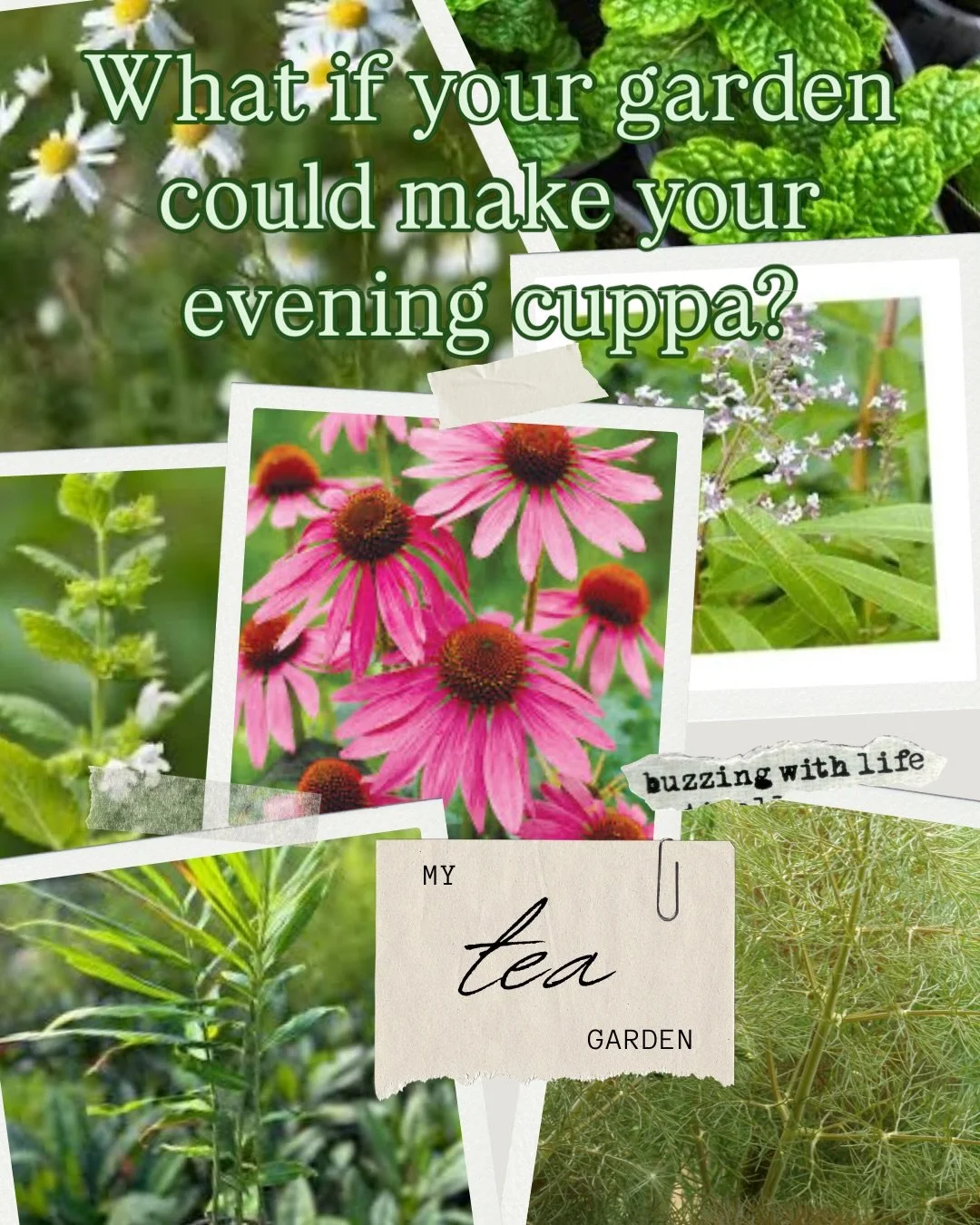 What if your garden could make your evening cuppa? Mine does.

I&rsquo;ve been growing a little tea garden at my allotment and it&rsquo;s become one of my favourite corners. No fancy setup just a patch of ground and some herbs and flowers that keep g