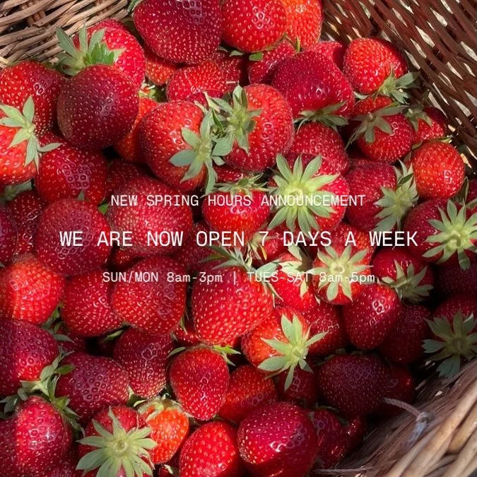 3 weeks until spring and 50 degree weather next weeks calls for smoothies every day 🌱🌷☀️ we are now back open 7 days a week through the summer!! 

SUN/MON 8am-3pm | TUES-SUN 8am-5pm 🫶🏼