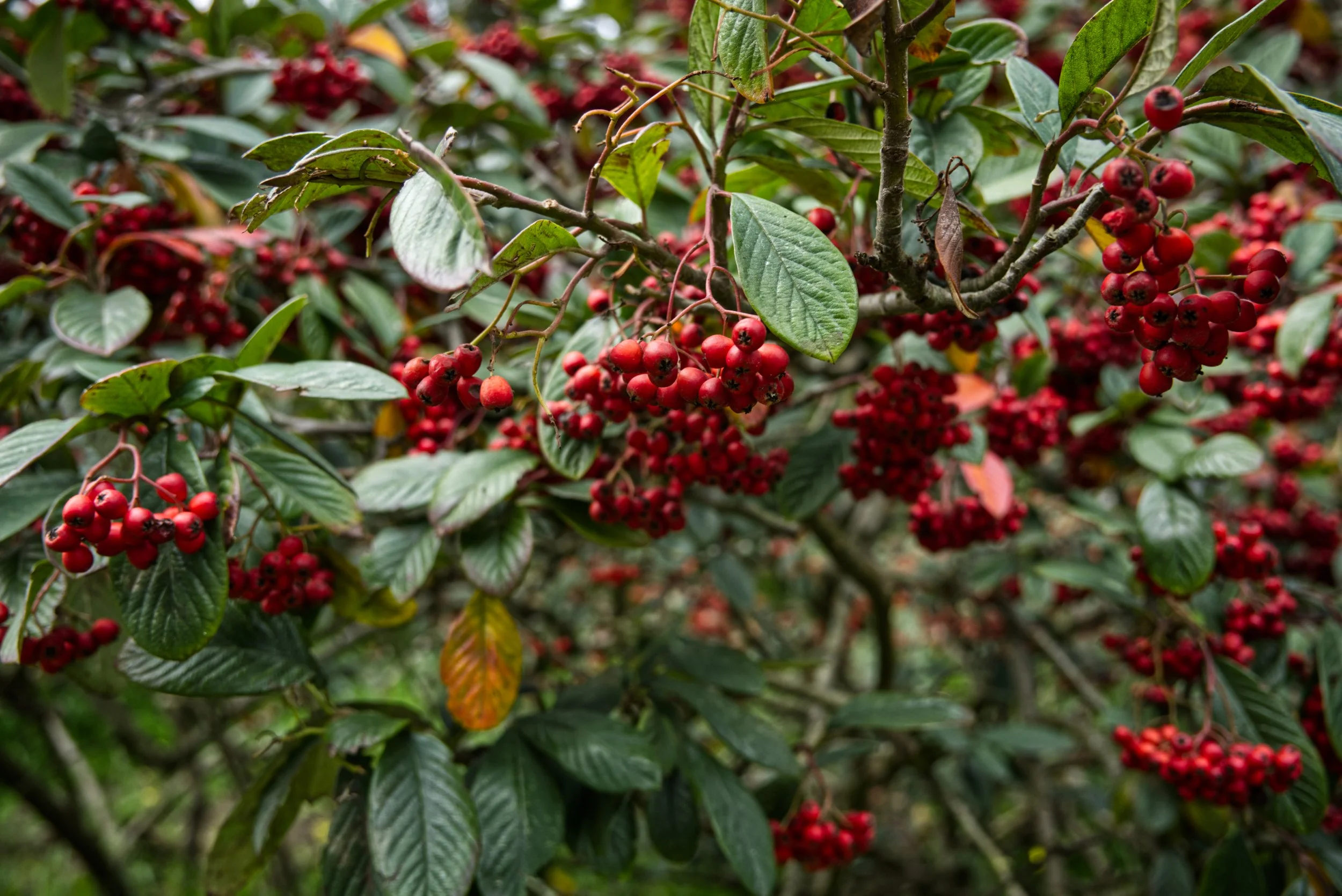 DSCF3927.jpg