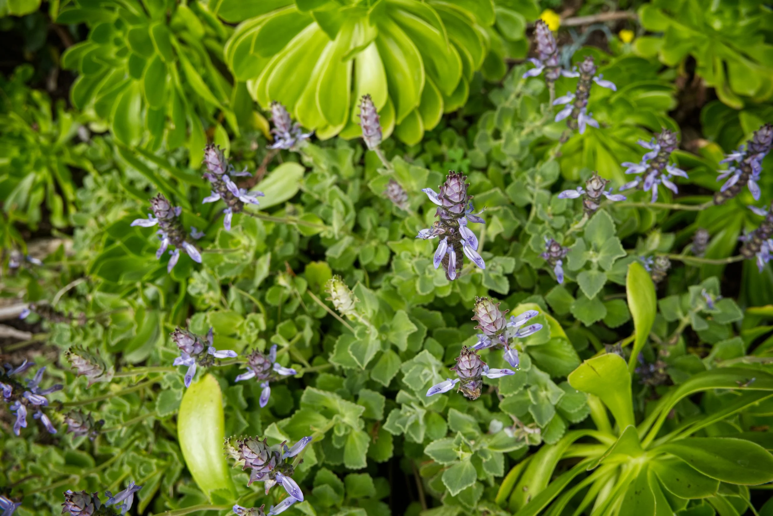 DSCF3914.jpg