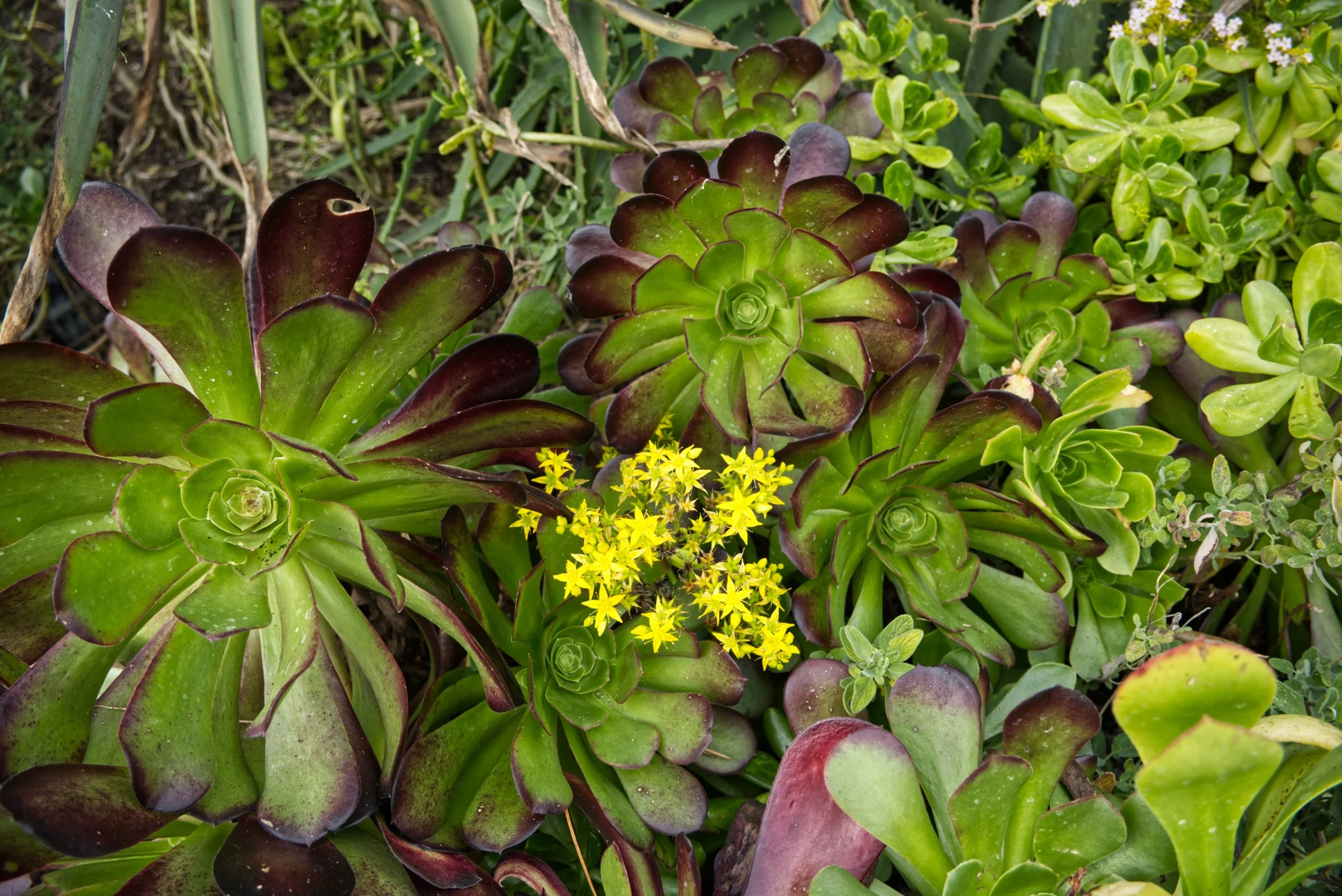 DSCF3911.jpg