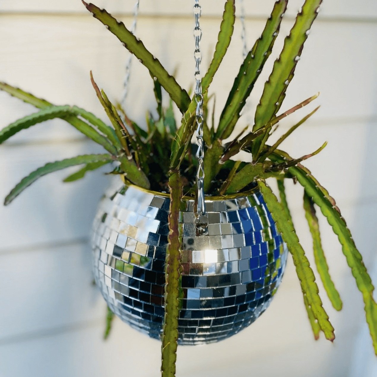 The+Succulent+Studio+%7C+Arrangements+%2B+Workshops+in+Olympia%2C+WA+%7C+Disco+Planter.jpg