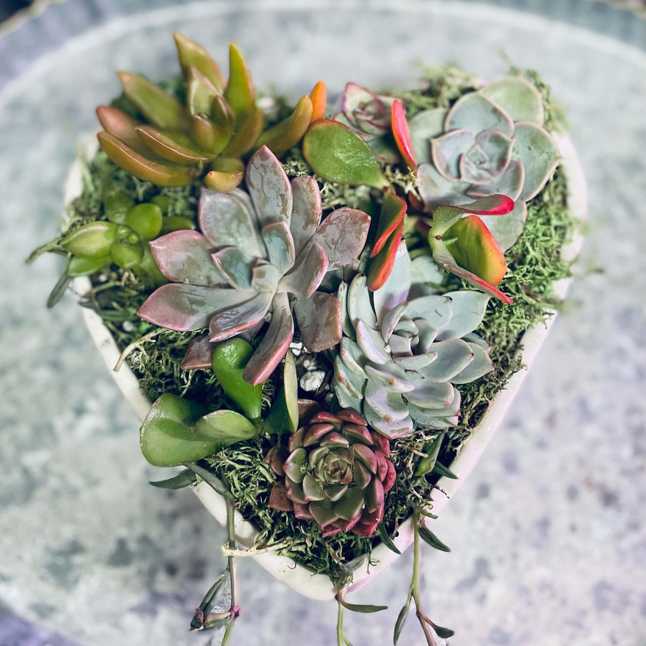 The+Succulent+Studio+%7C+Arrangements+%2B+Workshops+in+Olympia%2C+WA+%7C+HeartWithLove_pic2.jpg