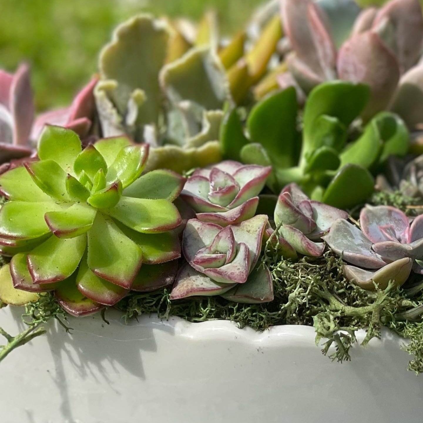 The+Succulent+Studio+%7C+Arrangements+%2B+Workshops+in+Olympia%2C+WA+%7C+Heartwithlove_pic4.jpg