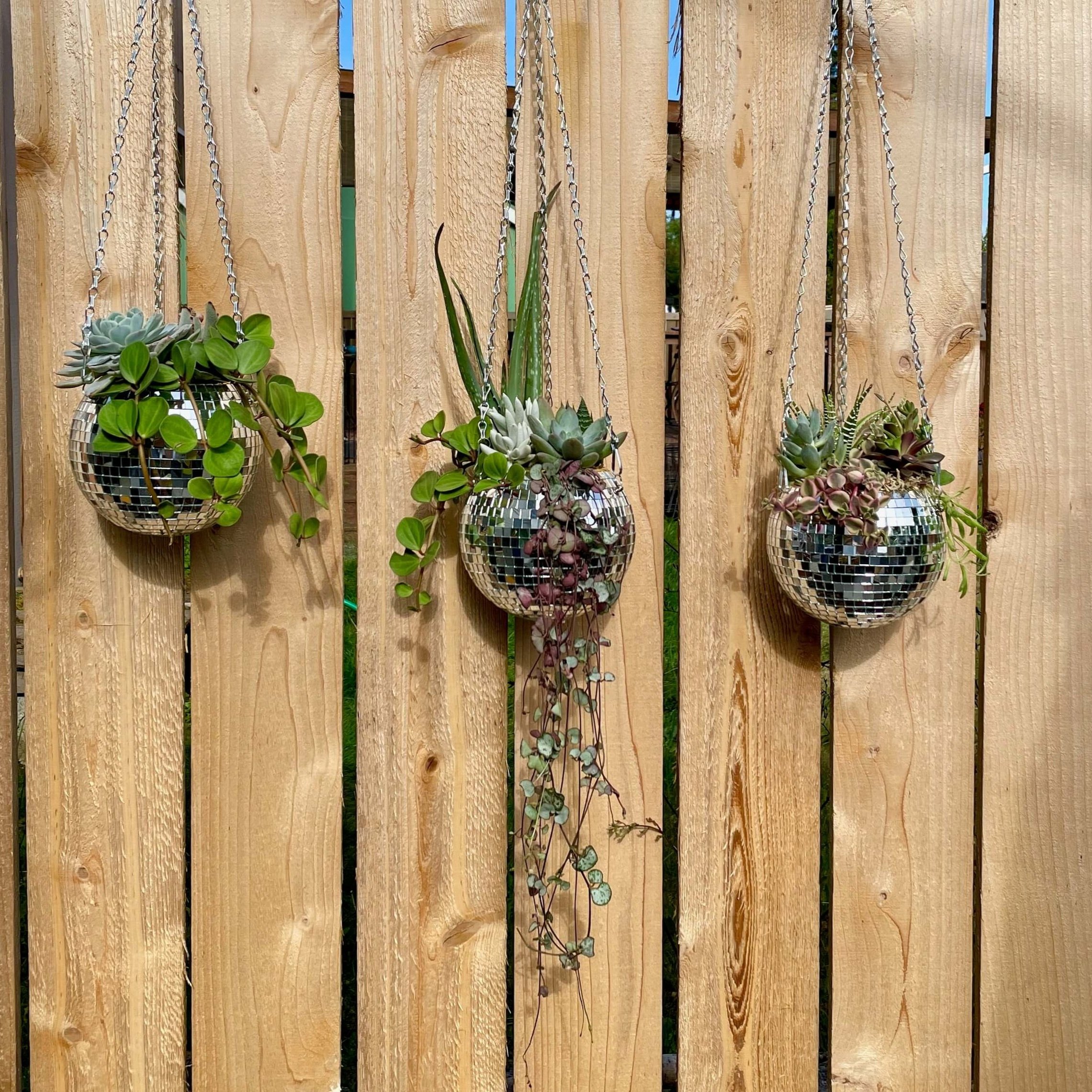 The+Succulent+Studio+%7C+Arrangements+%2B+Workshops+in+Olympia%2C+WA+%7C+IMG_0749.jpg