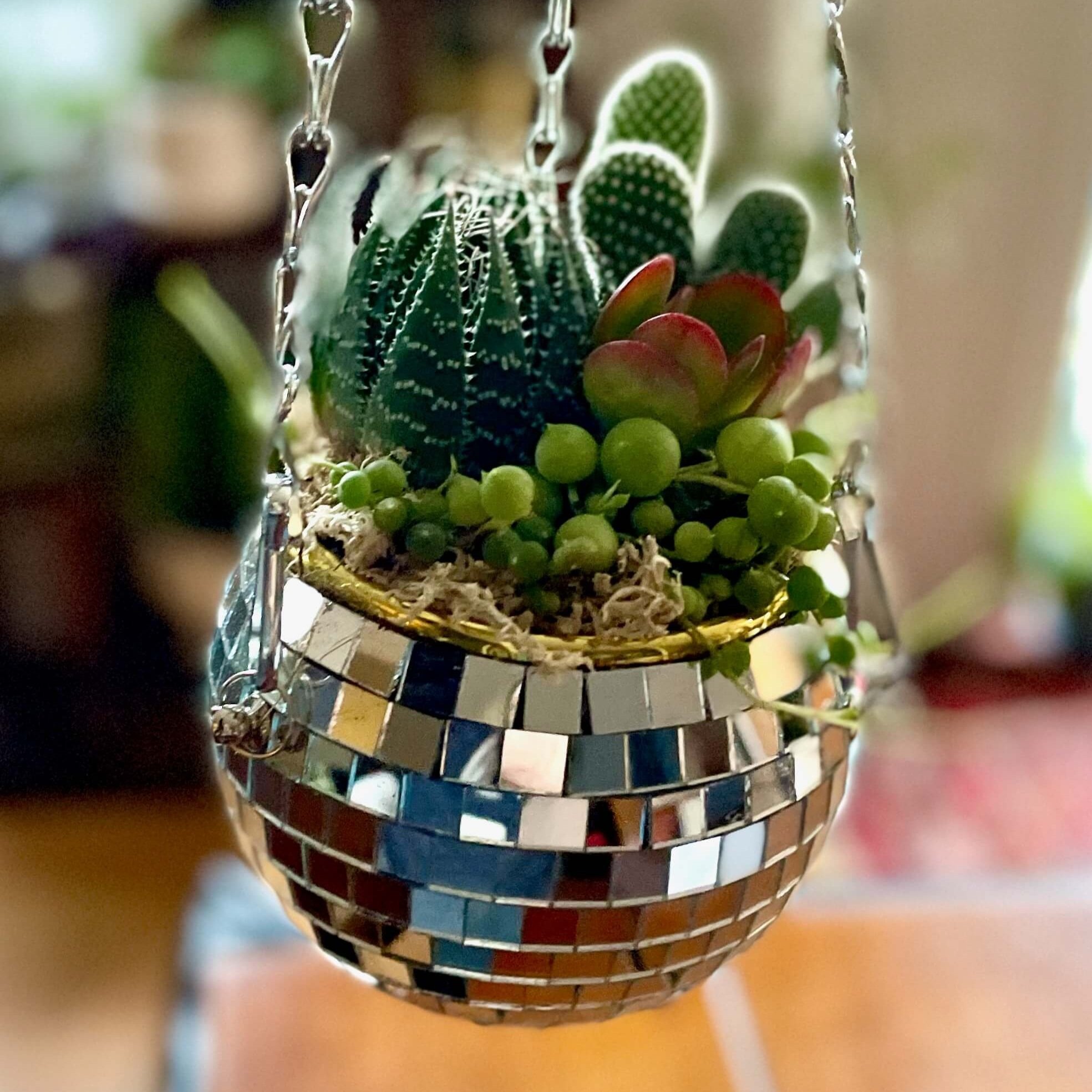 The+Succulent+Studio+%7C+Arrangements+%2B+Workshops+in+Olympia%2C+WA+%7C+4_discoball.jpg