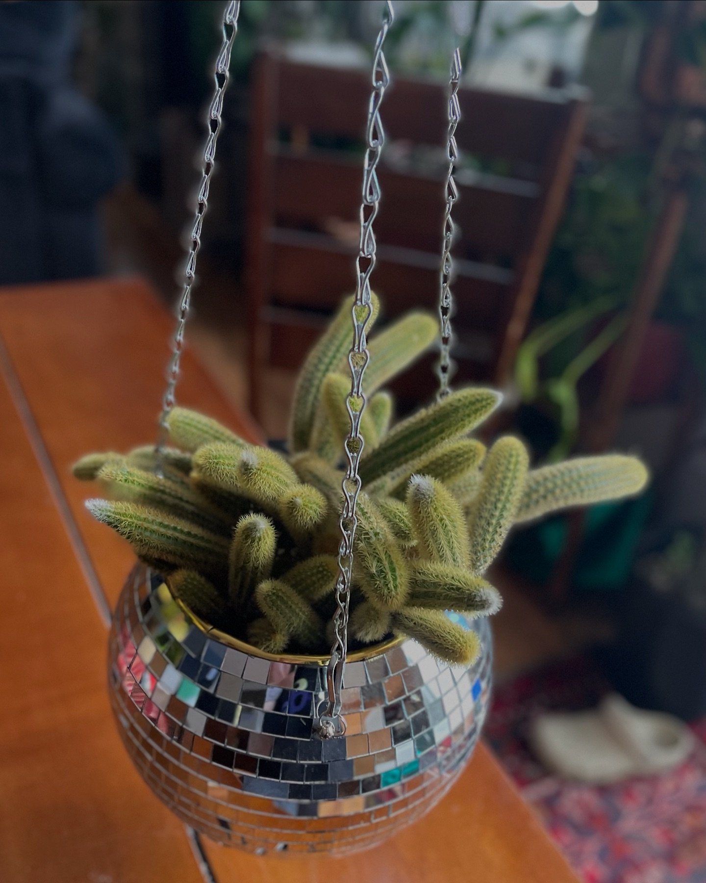 🌵Unique gift alert🌵Looking for something different that will make someone say, &ldquo;How cool!&rdquo; This Rat tail cactus + 8&rdquo; disco ball 🪩 is the ticket! Potted in freshly mixed cactus soil for fast drying and optimal root growth. 
Want i