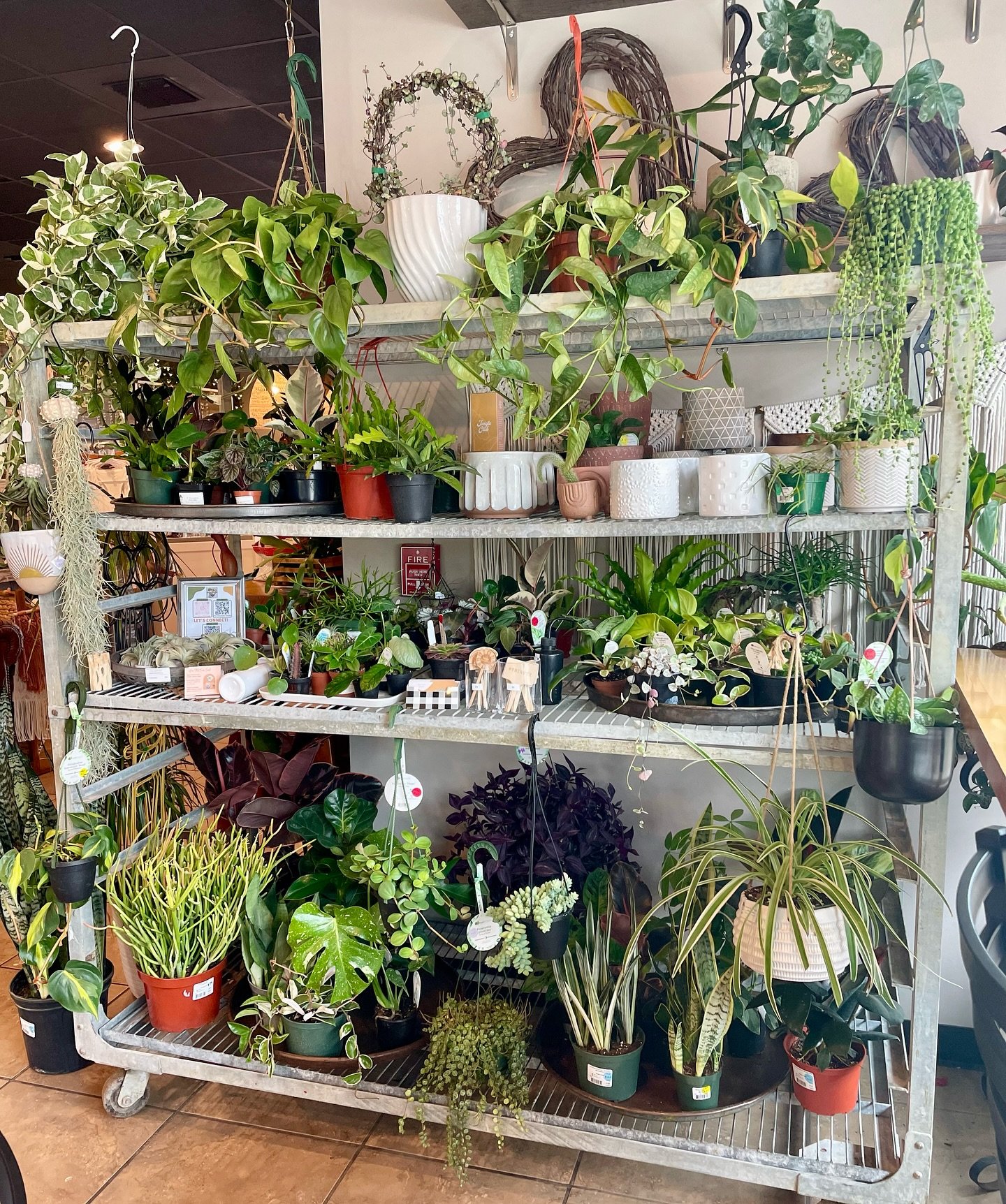 Restock @sweetmagnoliacoffeehouse 
Plants are all watered and ready for new homes! 🪴
Some of what was Dropped off today:
-Monstera Thai Constellation 
-String of Pearls
-XL Pothos N-joy
-A variety of snake plants 
-A variety of Hoyas (including a ra