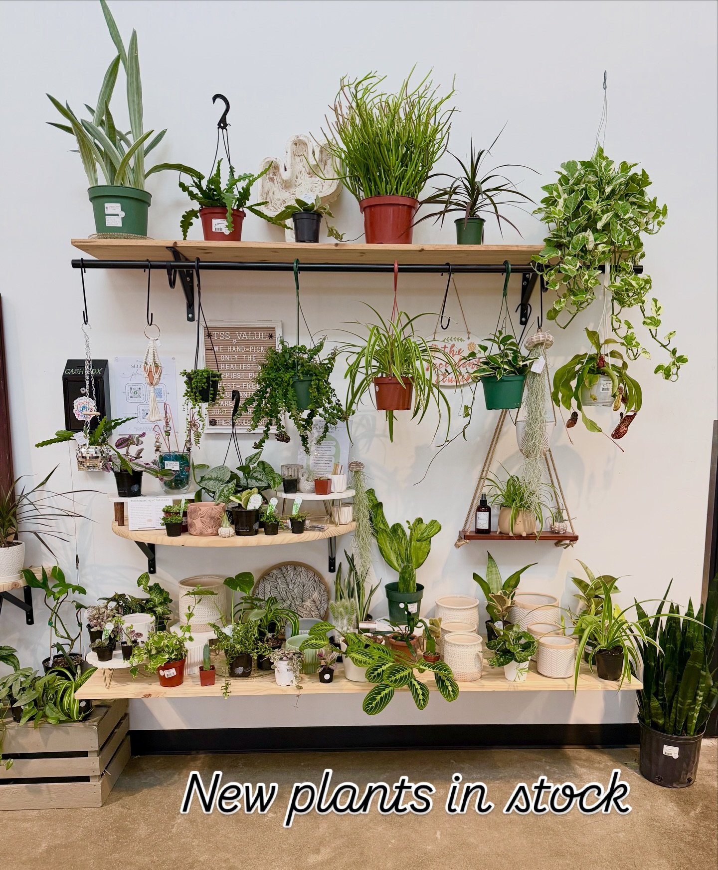 Huge plant restock @tumwatercraftdistrict 
2, 4, and 8 inch sizes