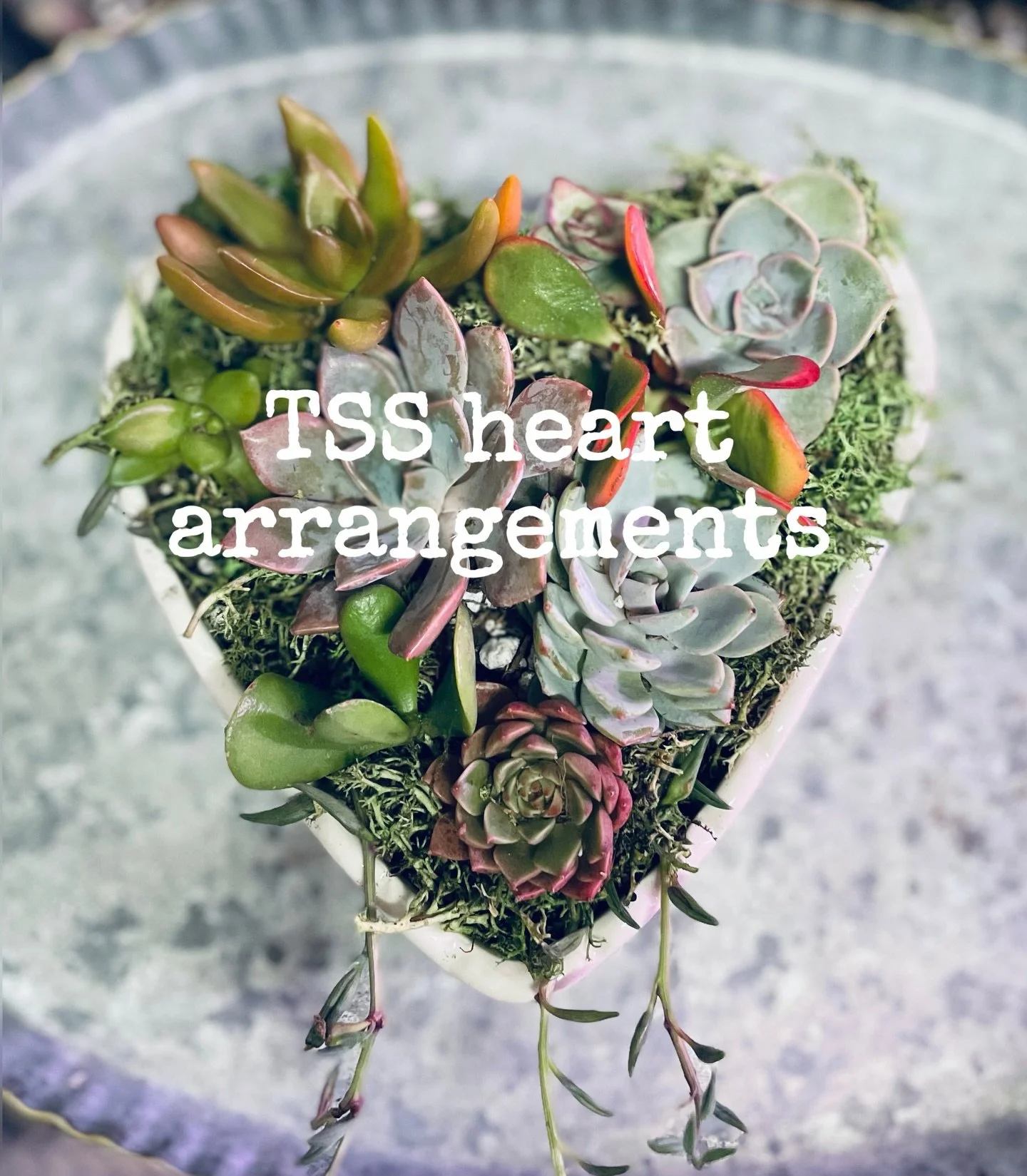 Just 1 month away from Valentine&rsquo;s Day! 💗 Pre-order a &lsquo;With Love&rsquo; heart shaped succulent arrangement for someone special! 
.
$49 includes heart planter, specialty soil, variety of colorful succulents, moss topper, &amp; care card. 