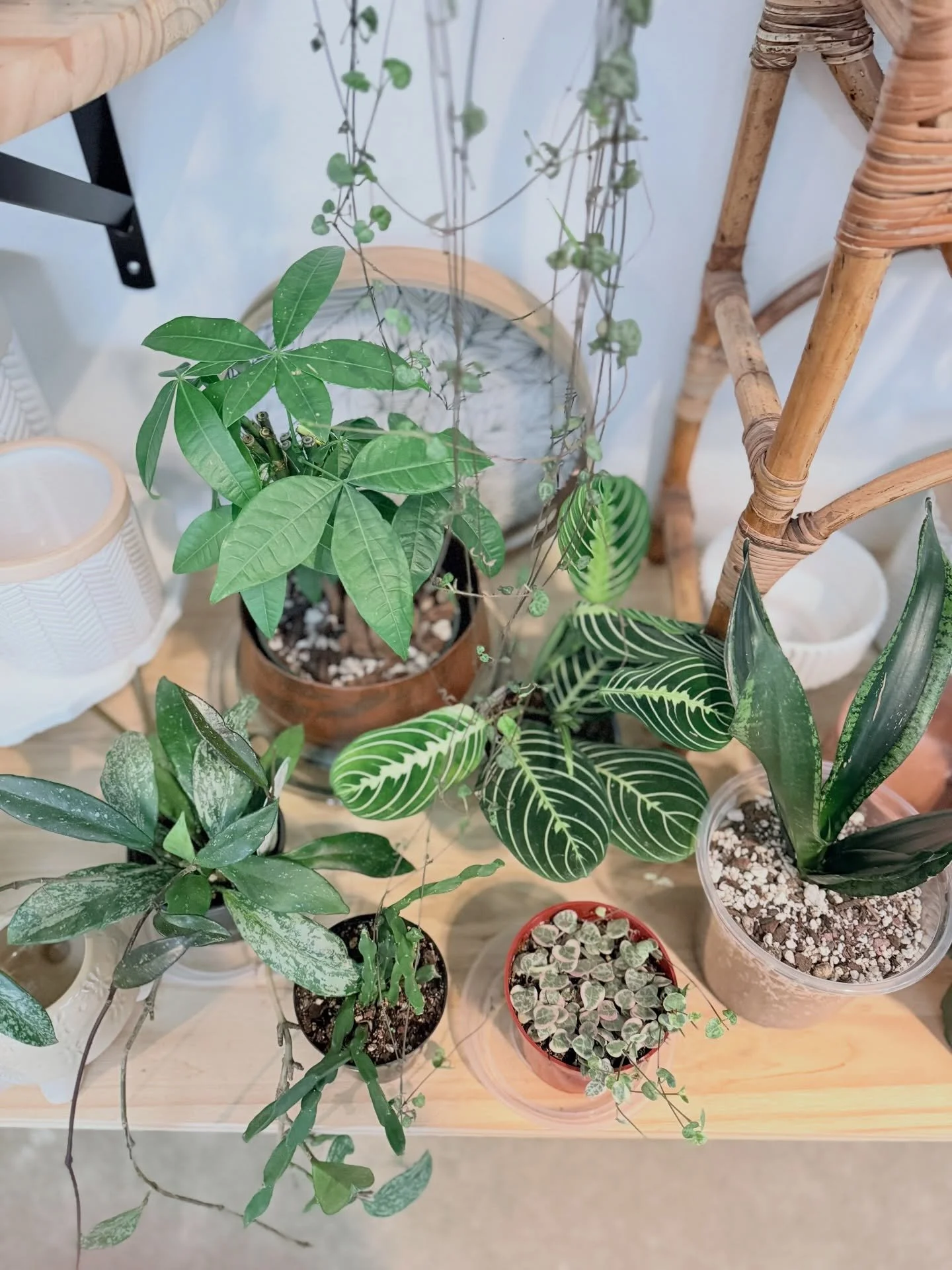 New plants available at the Tumwater Craft District 🪴
.
Money Tree
Lemon Lime Prayer plant
Hoya Publicalyx Splash
Chain cactus
String of Hearts variegated 
Snake plant&rsquo;Whitney&rsquo;
Alocasia &lsquo;African Mask&rsquo;
Syngonium Holly
Optunia 