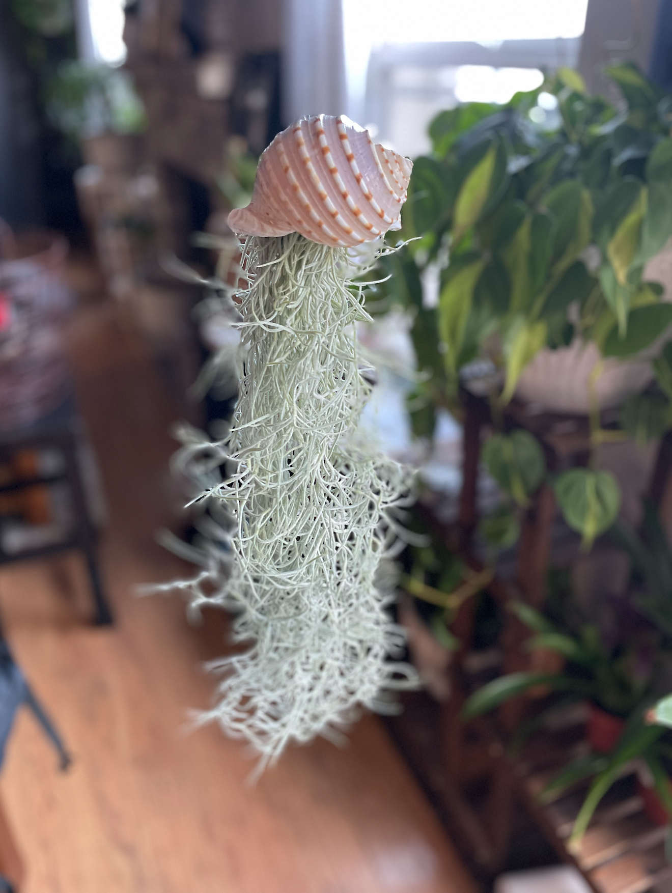 Jellyfish Air Plant | Spanish Moss