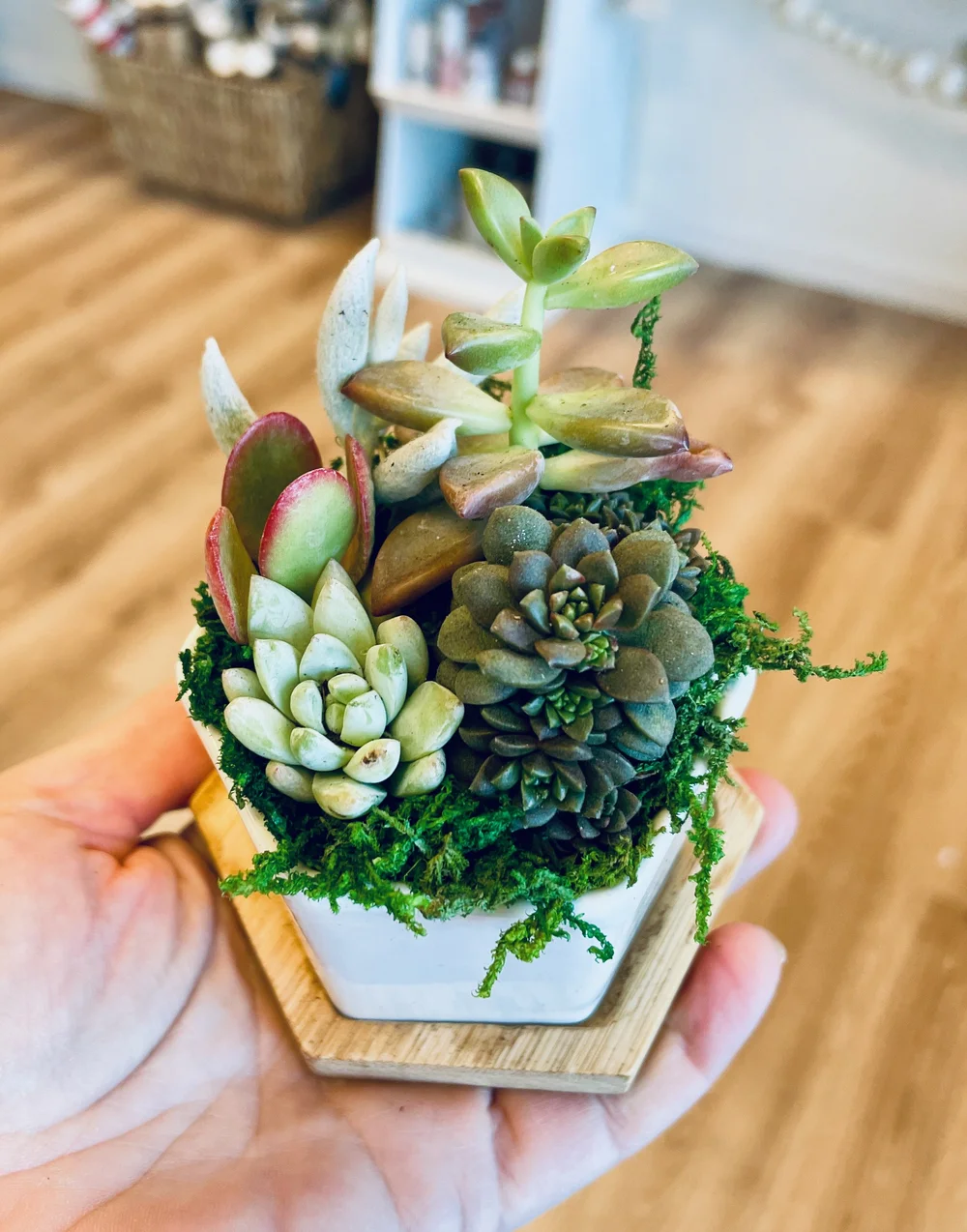 4" Succulent Arrangement  The Succulent Studio | Olympia, WA | Succulent  Arrangements, Workshops, Private Events