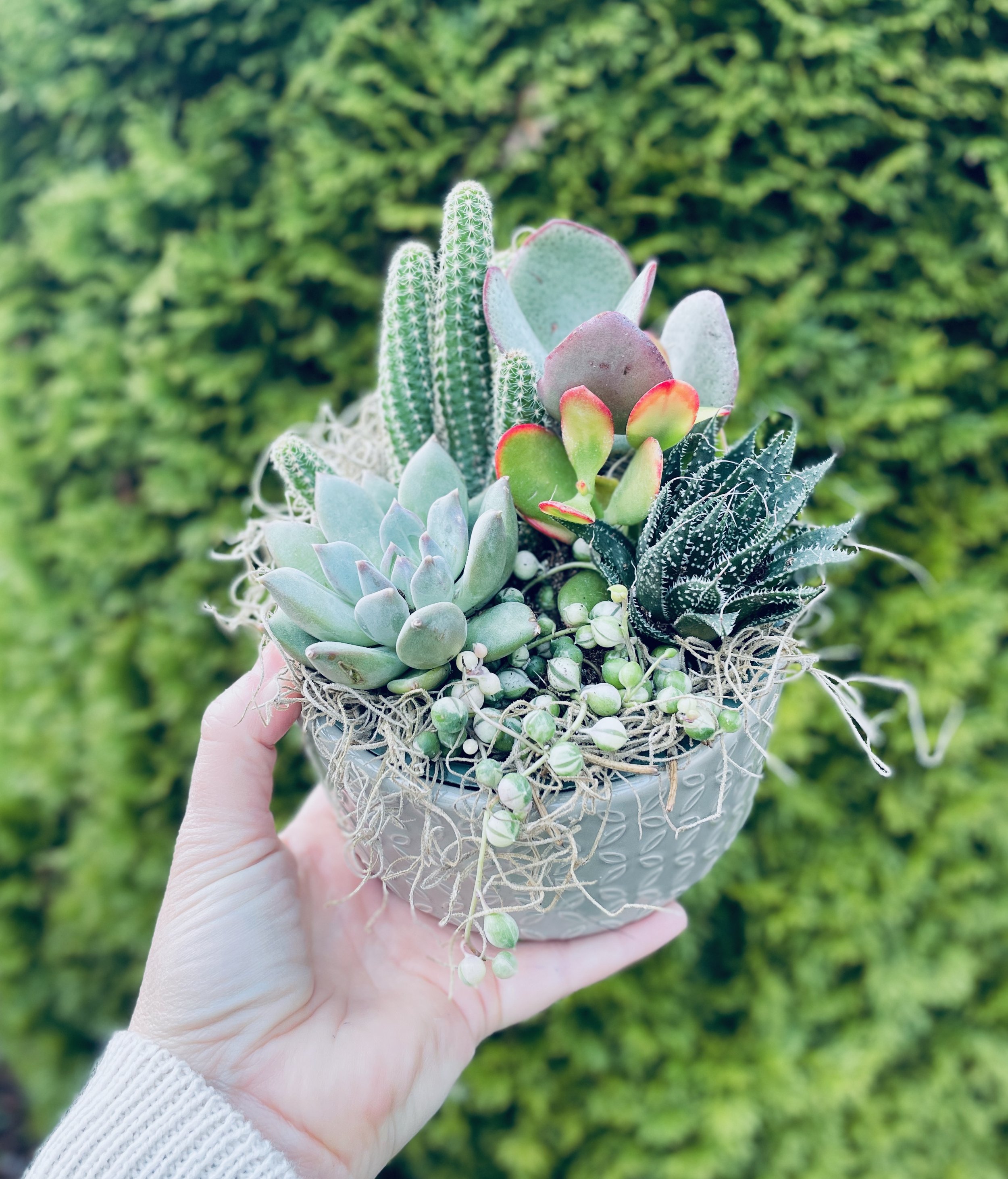 6" Succulent arrangement