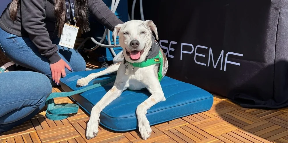 Pet PEMF wellness support