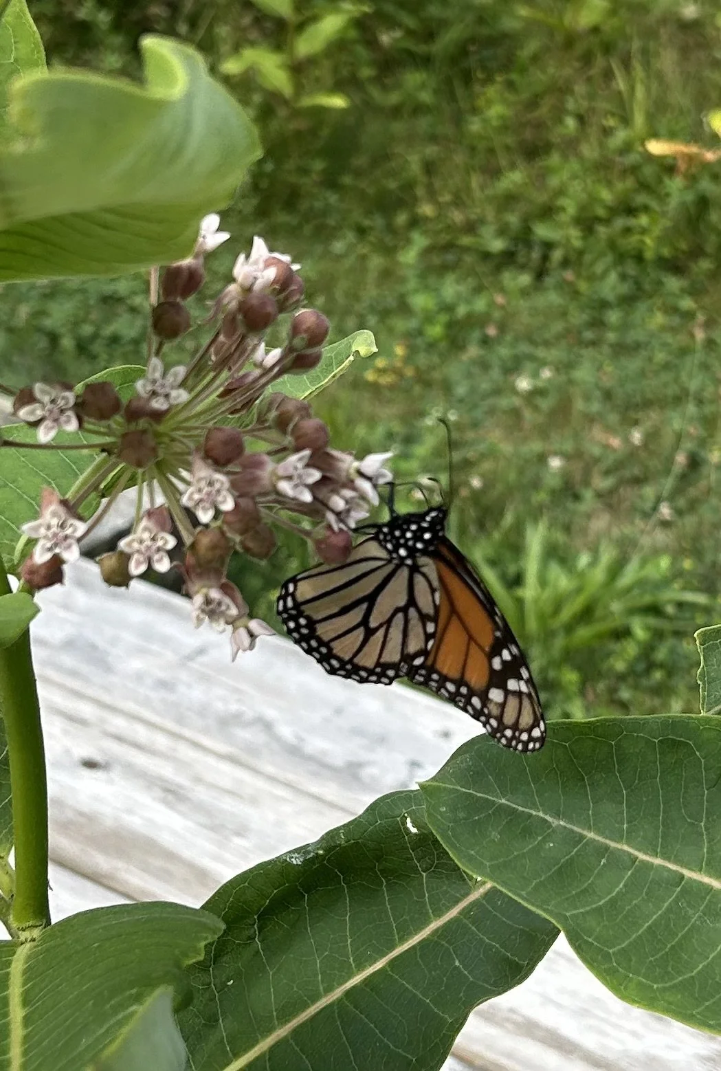 Milkweeds and Monarchs