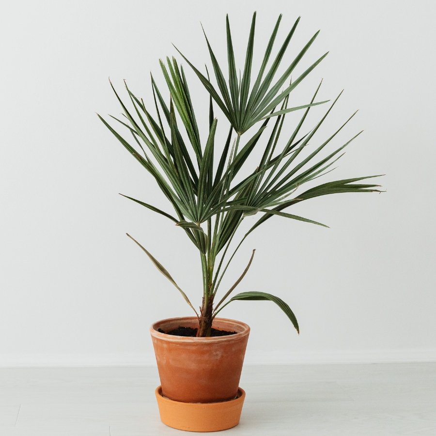 Potted plant representing business growth and digital transformation