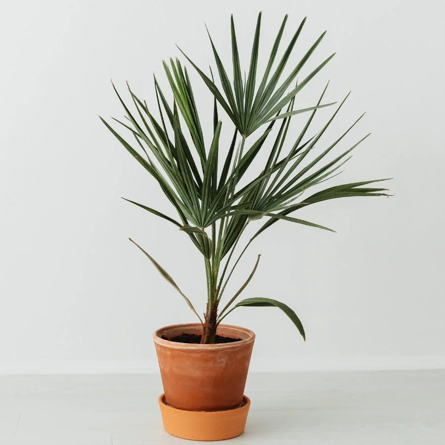 A potted palm plant in a terracotta pot on a terracotta saucer, placed against a plain white background.