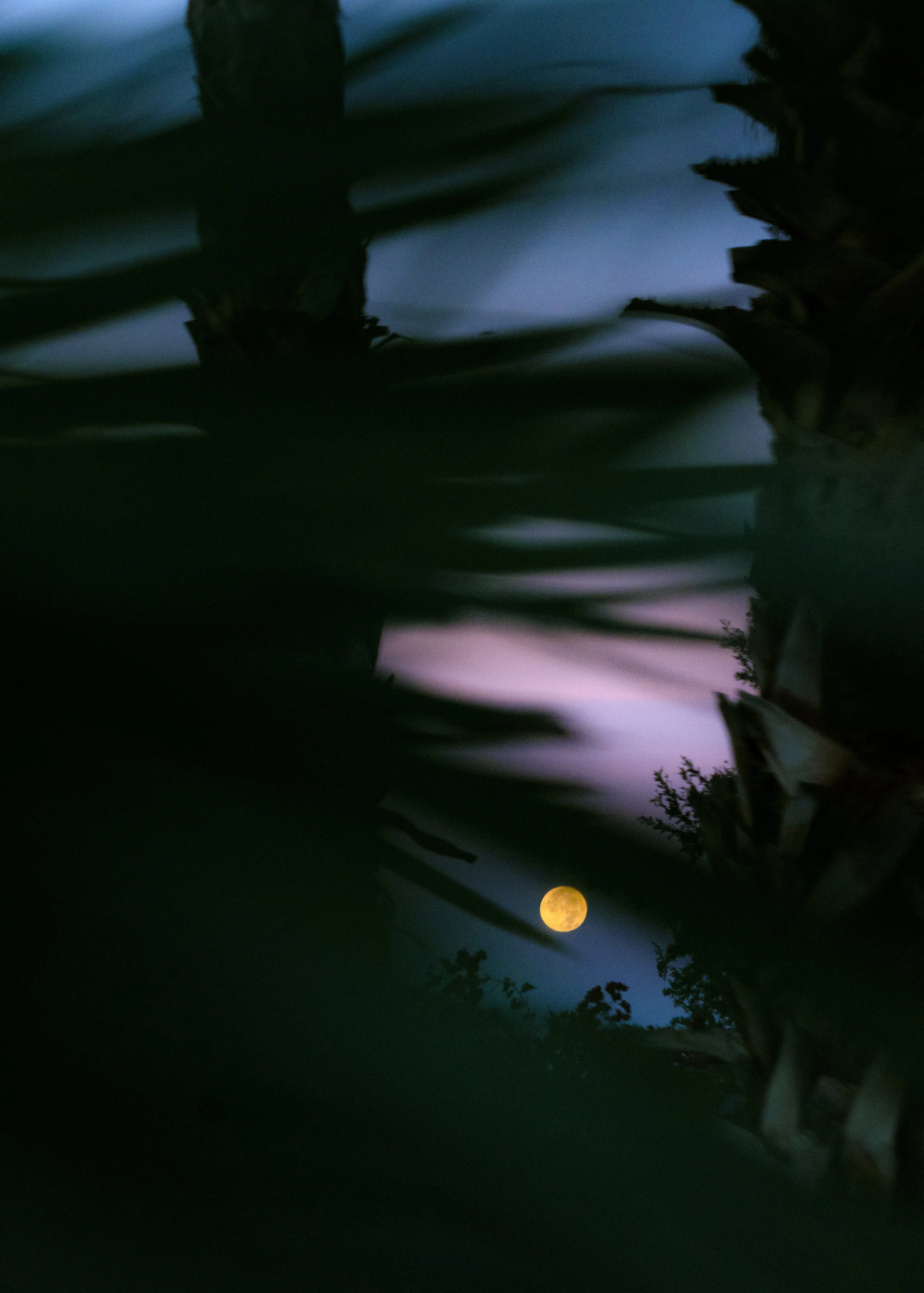 Nachtmeer Special Edition