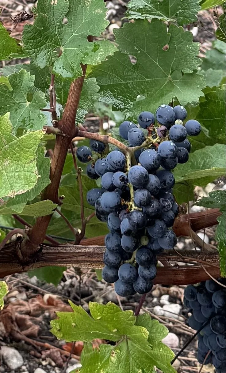 Chateau grapes.jpg