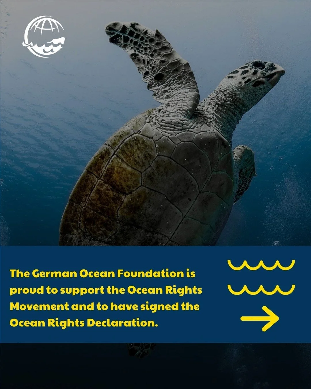 We are thrilled to be a part of the launch of the Ocean Rights Movement&rsquo;s global hub &mdash; a space dedicated to advancing an ethical human&ndash;Ocean relationship.
The new website includes:
 ✅ Toolkits &amp; resources to help advocates take 