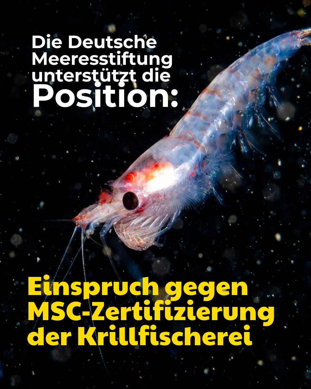 Einspruch gegen MSC-Zertifizierung der Krillfischerei!

Die Antarctic and Southern Ocean Coalition (ASOC) hat offiziell Einspruch gegen die erneute MSC‑Nachhaltigkeitszertifizierung der antarktischen Krillfischerei eingelegt.
Der Grund: Die &ouml;kol