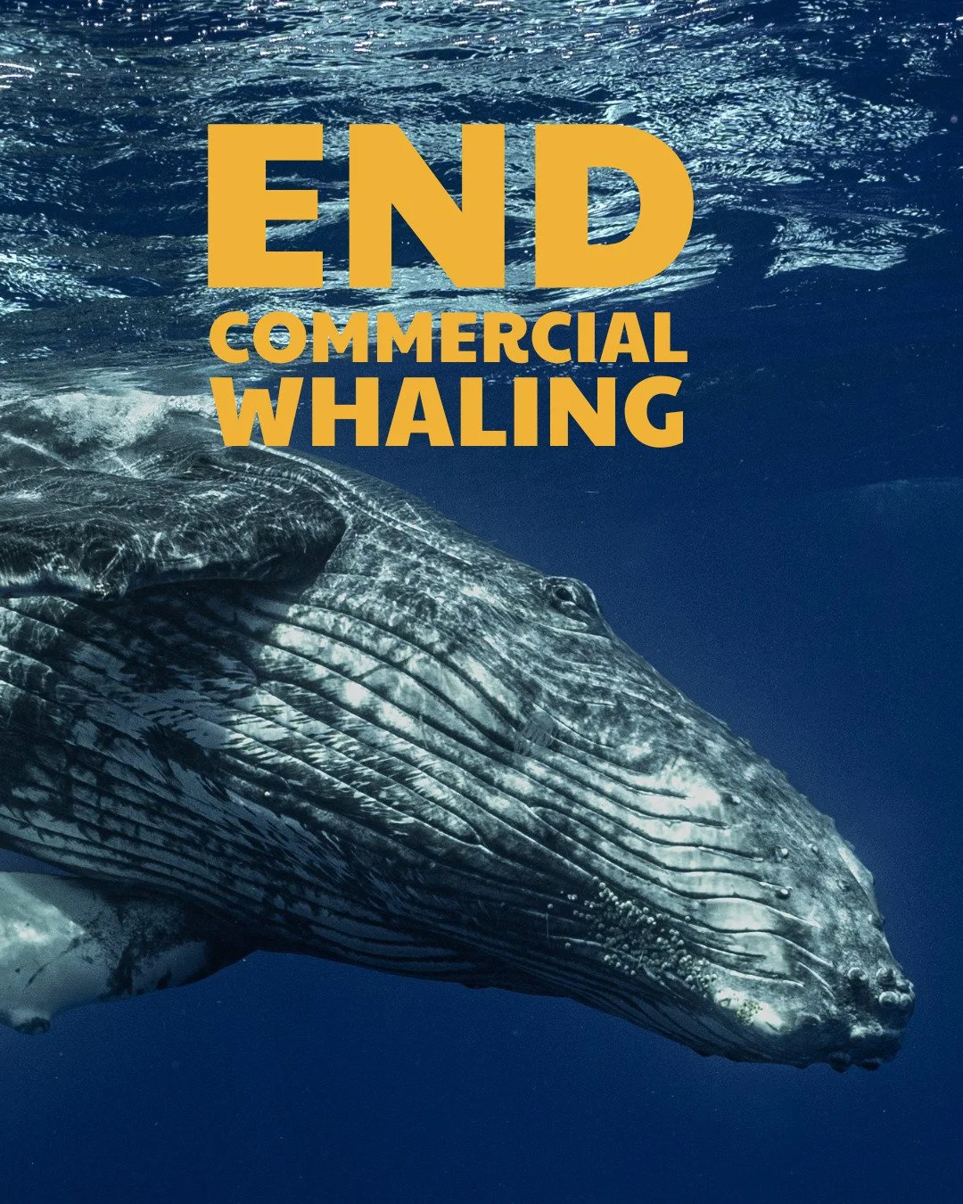 Trotz eines weltweiten Verbots des kommerziellen Walfangs seit 1986 haben Japan, Norwegen und Island seitdem mehr als 45.000 Wale gejagt und get&ouml;tet. Damit untergraben sie die Bem&uuml;hungen der Internationalen Walfangkommission (IWC), Wale zu 