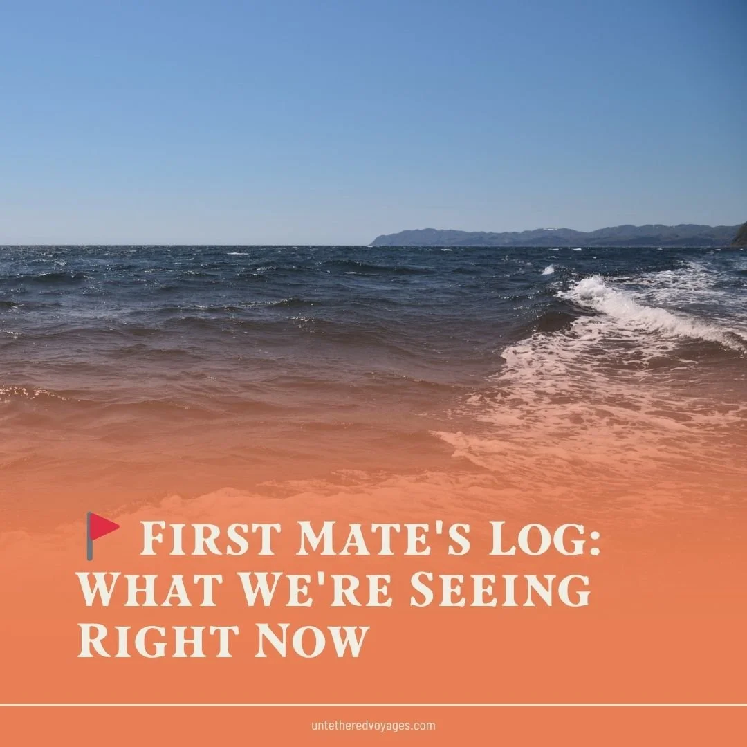 🚩 First Mate's Log: What We're Seeing Right Now