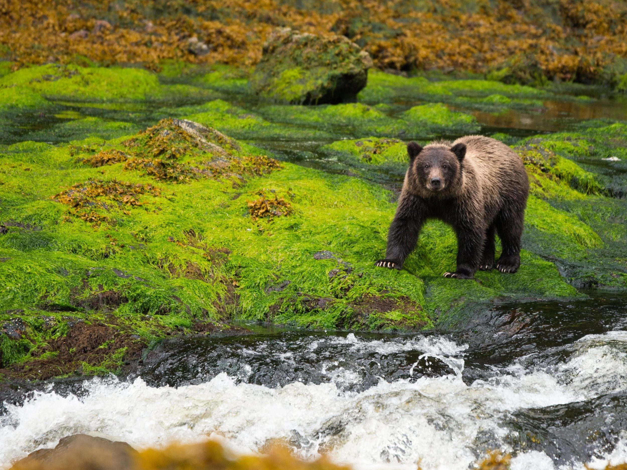 Large yearling grizzly cub in Alaska rainforest