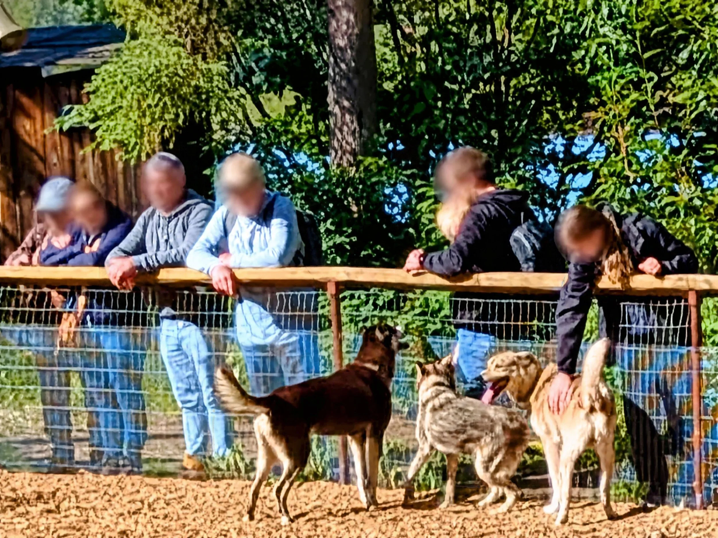 People petting the huskies at a sled dog adventure