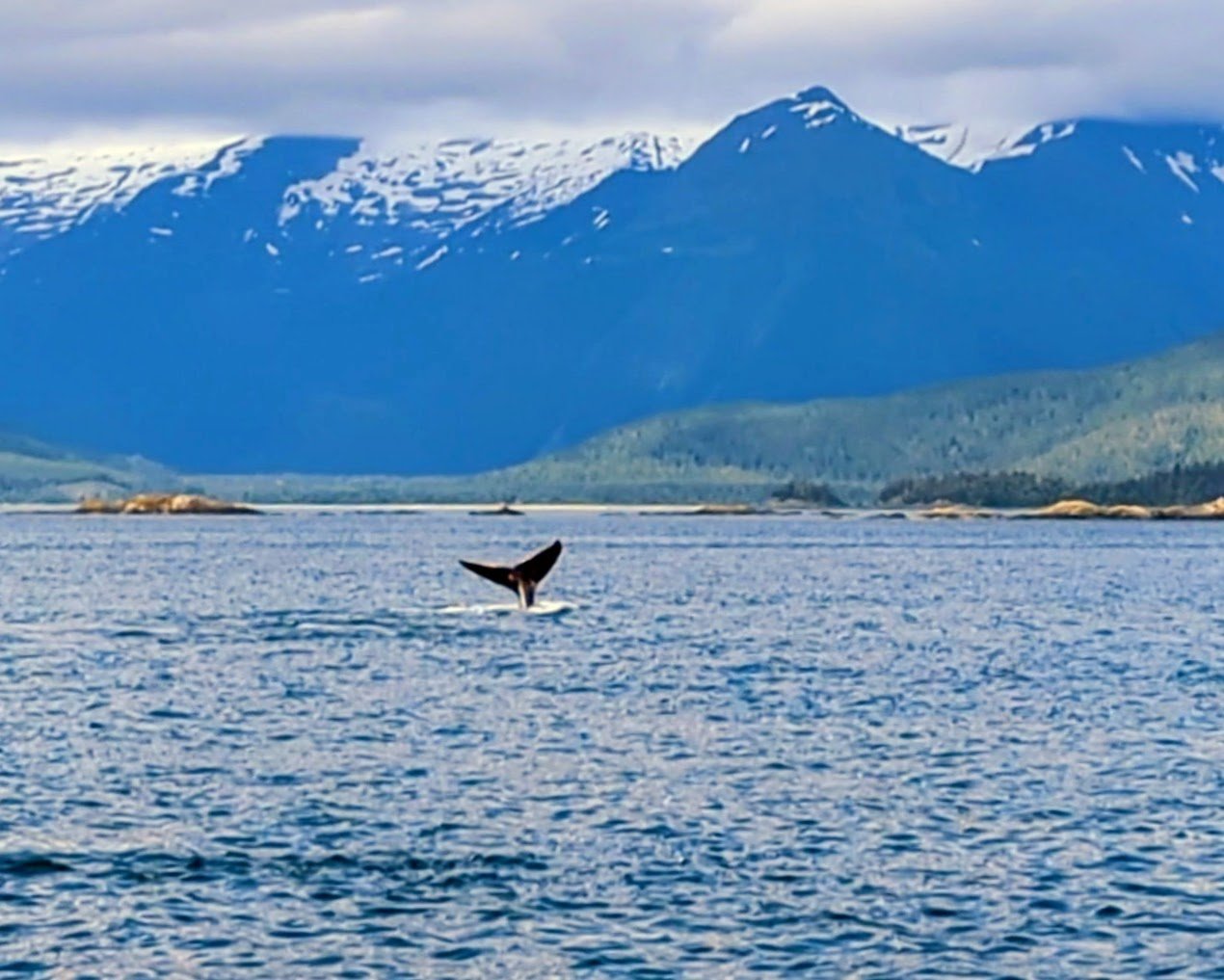 A humpback whale tale in Southeast Alaska waters during a whale watching excursion