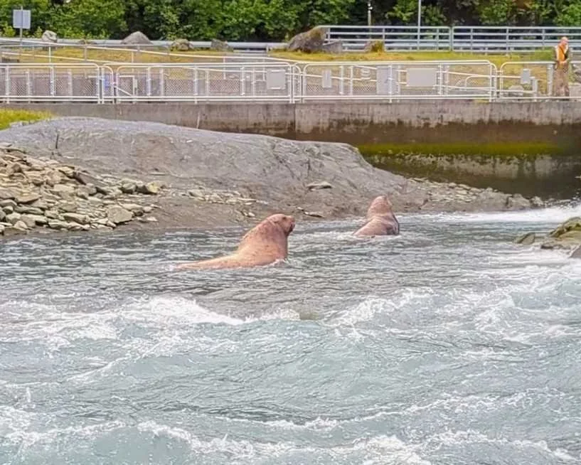 Sea lions and wildlife in Valdez Alaska with dramatic waterfall and mountain scenery