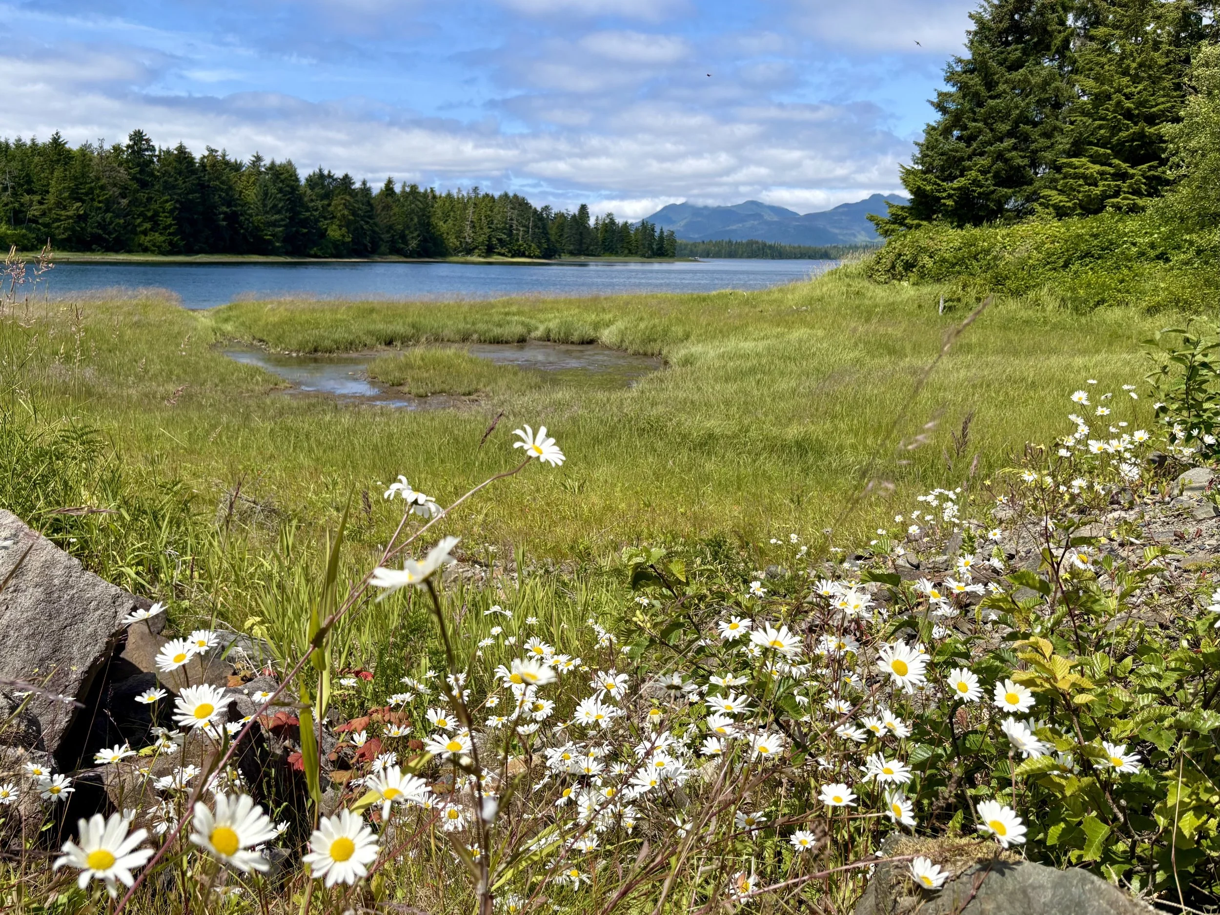 View of wildflowers, the bay, and mountains in Klawock