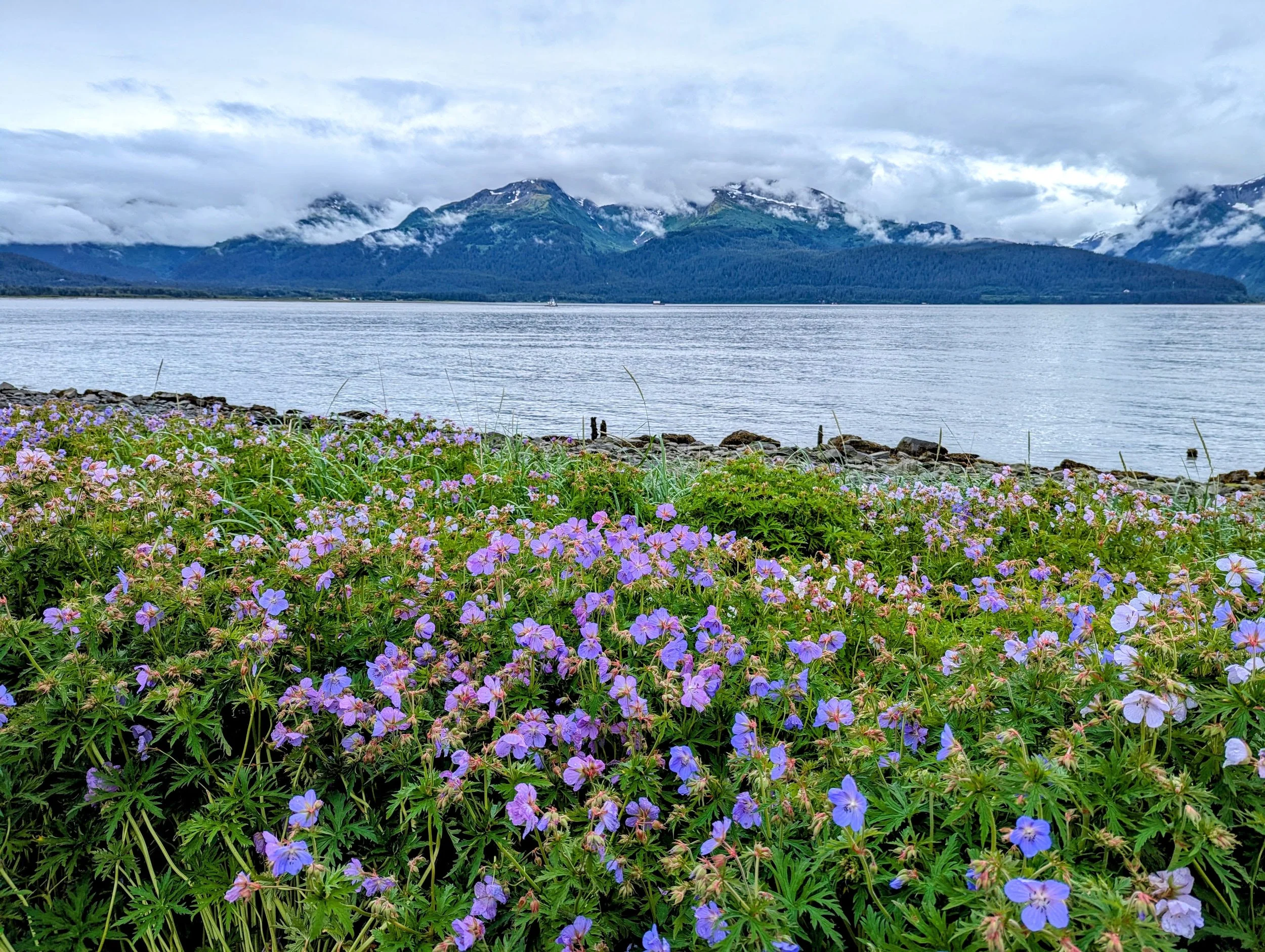 Purple wildflowers, Resurrection Bay, and the Kenai Mountains in Seward, Alaska