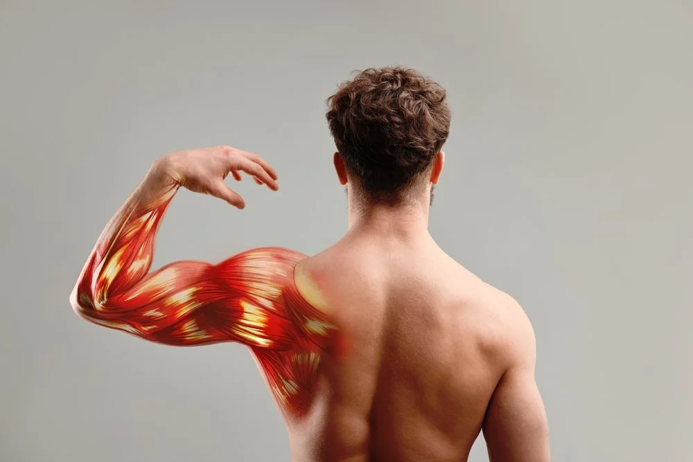 How Muscle Mass Impacts Longevity