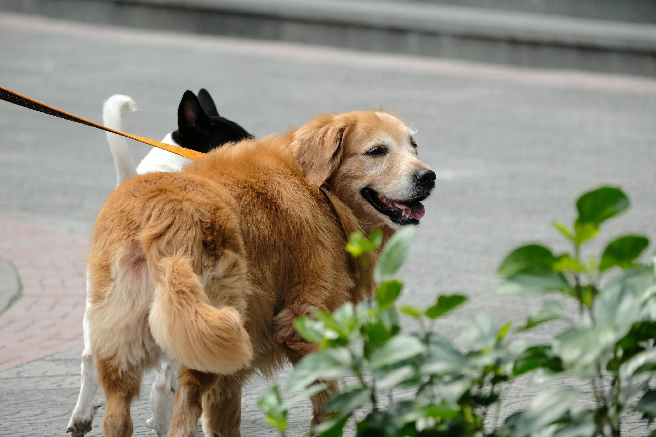 A Texas Mail Carrier's Act of Love Shows Why Your Pets Need a Plan Too