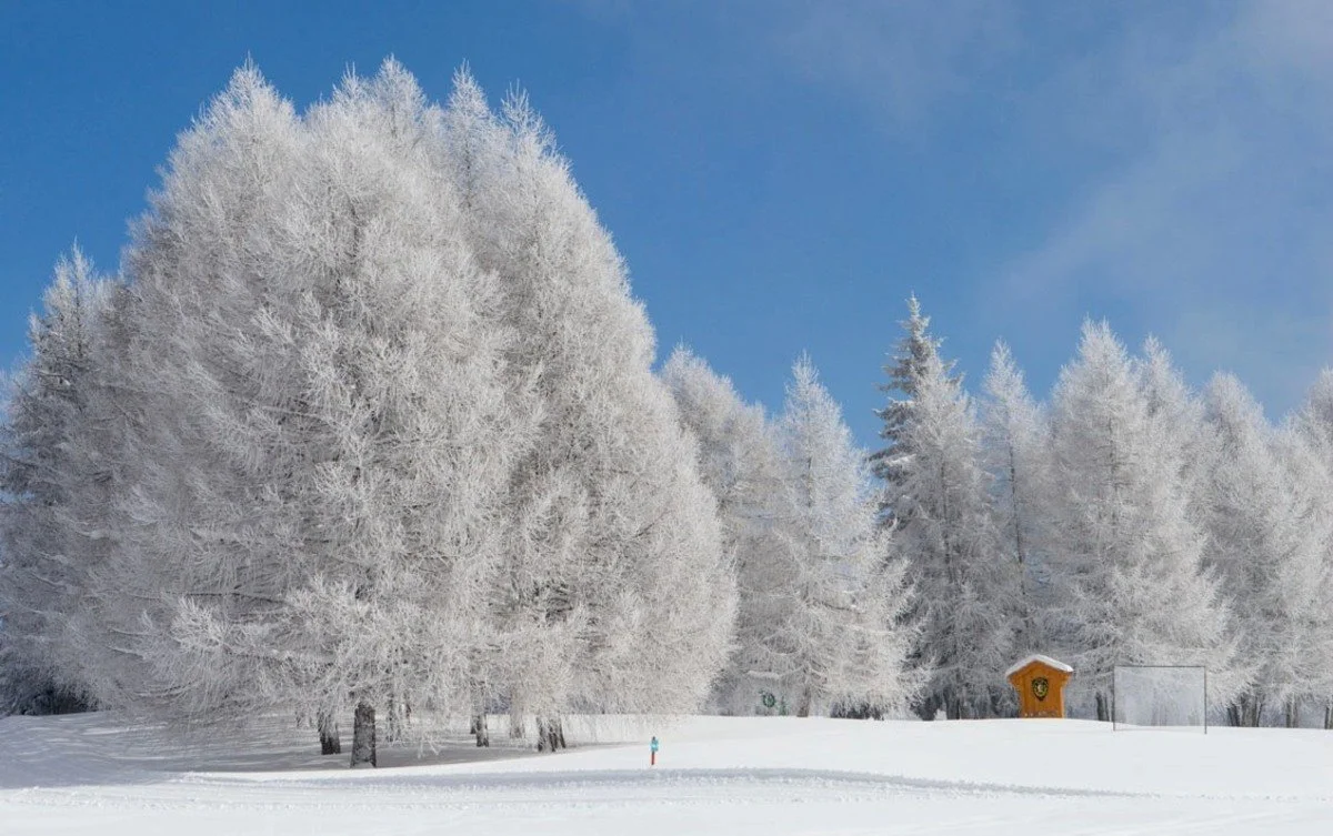 Snow-covered trees in Crans-Montana under a blue sky with clouds.