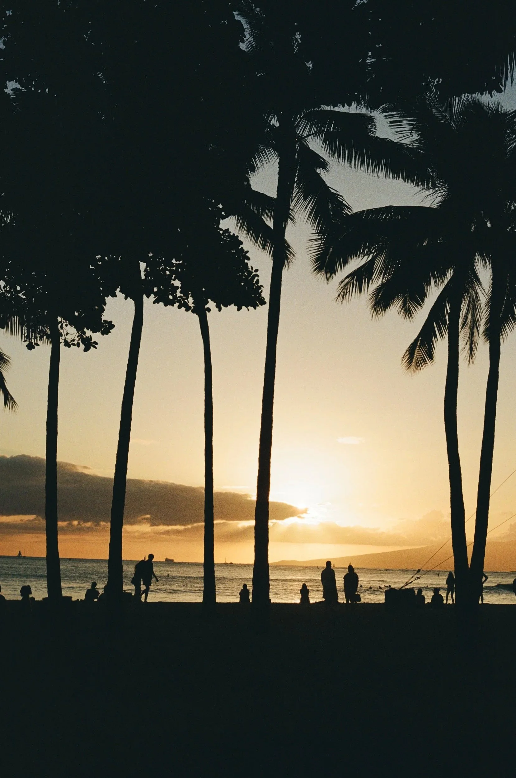 Silhouettes of palm trees along a beach during sunset, with people walking and sitting by the shore.
