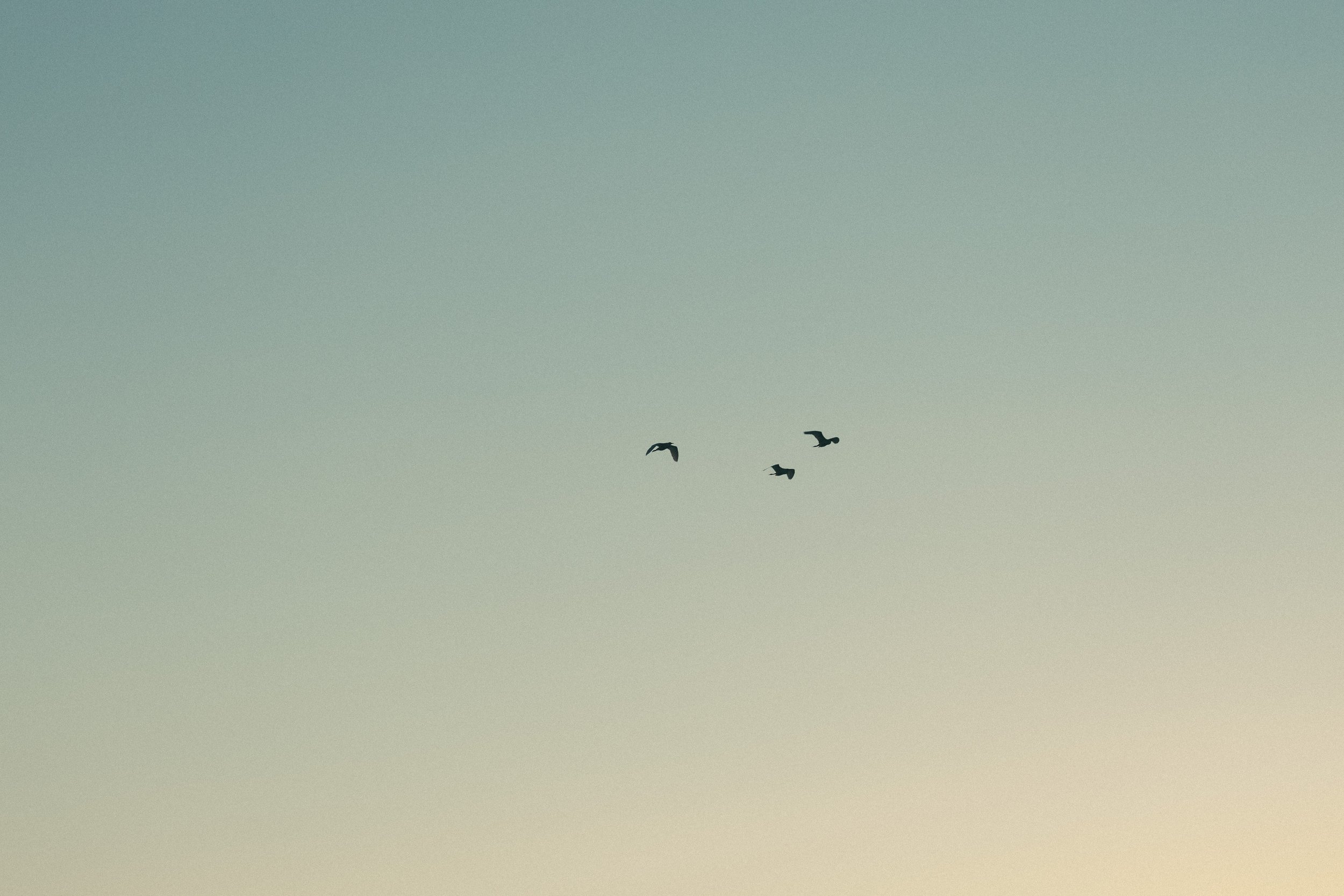 Four birds flying in the sky against a gradient light blue background.