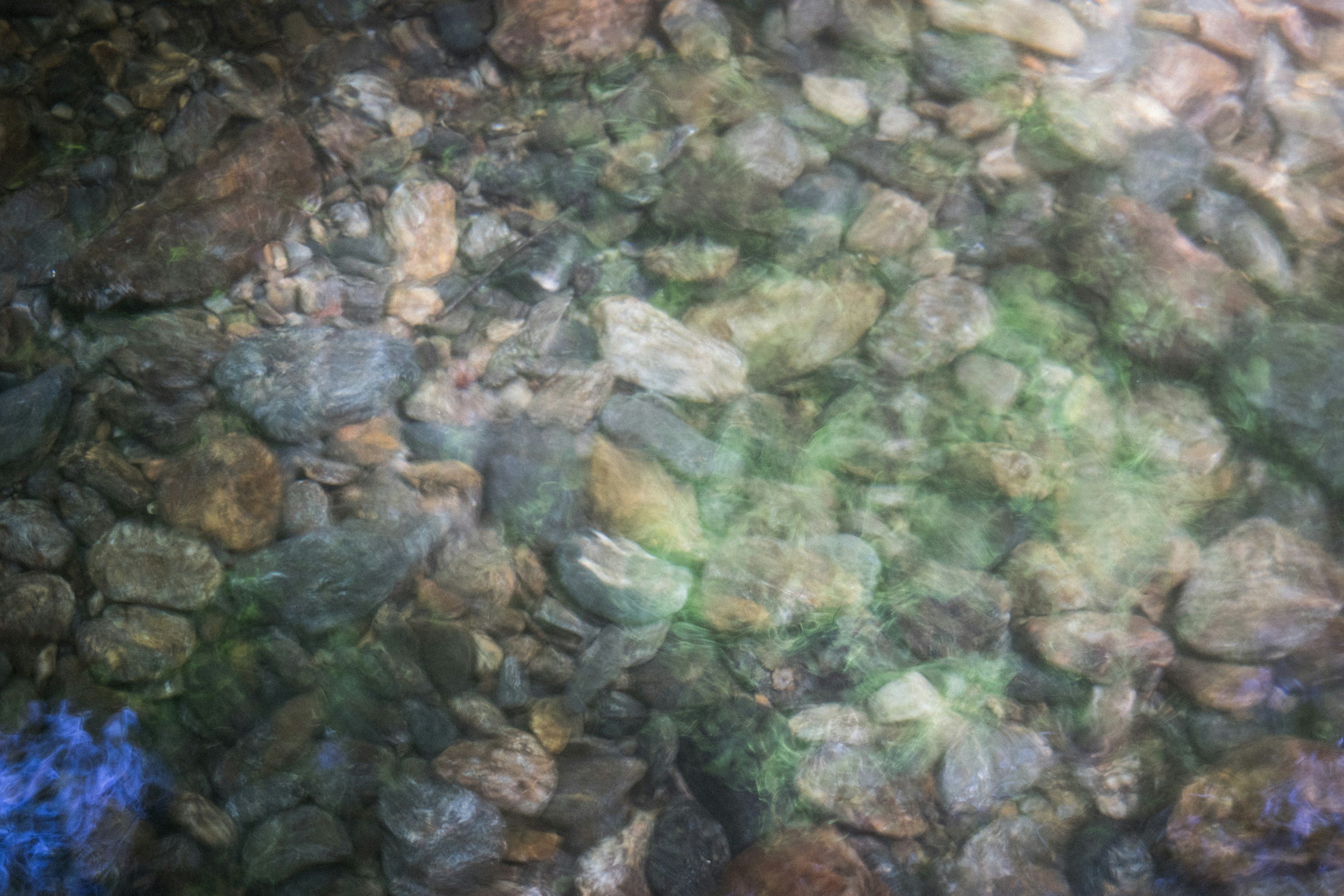Chalk streams: England’s Hidden Rainforests