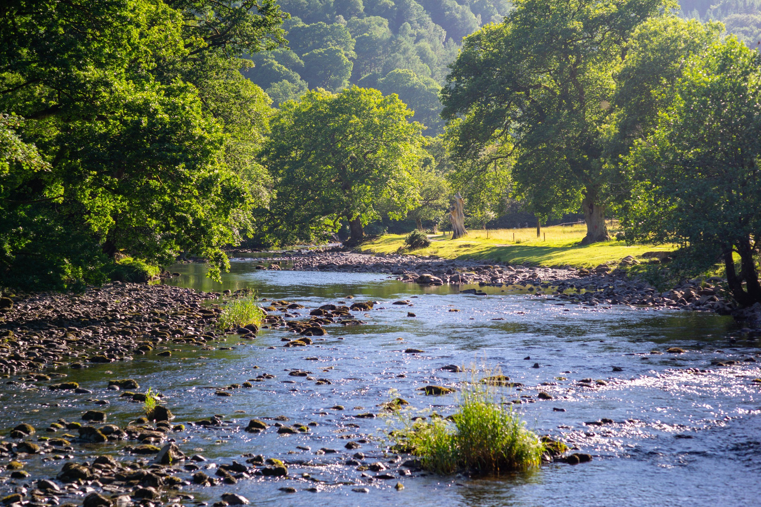 England’s Chalk Streams Under Threat from Sewage Pollution